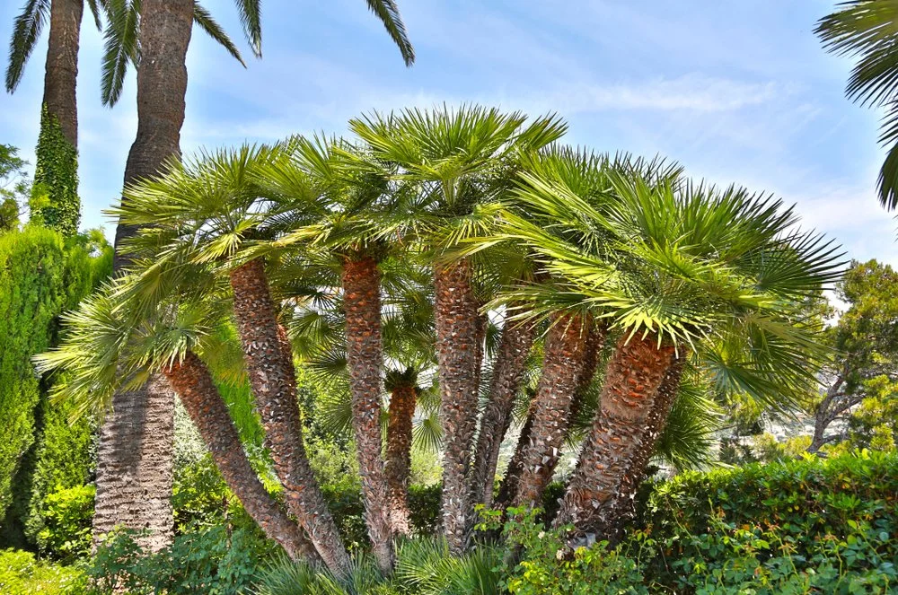 european-fan-palm.jpg