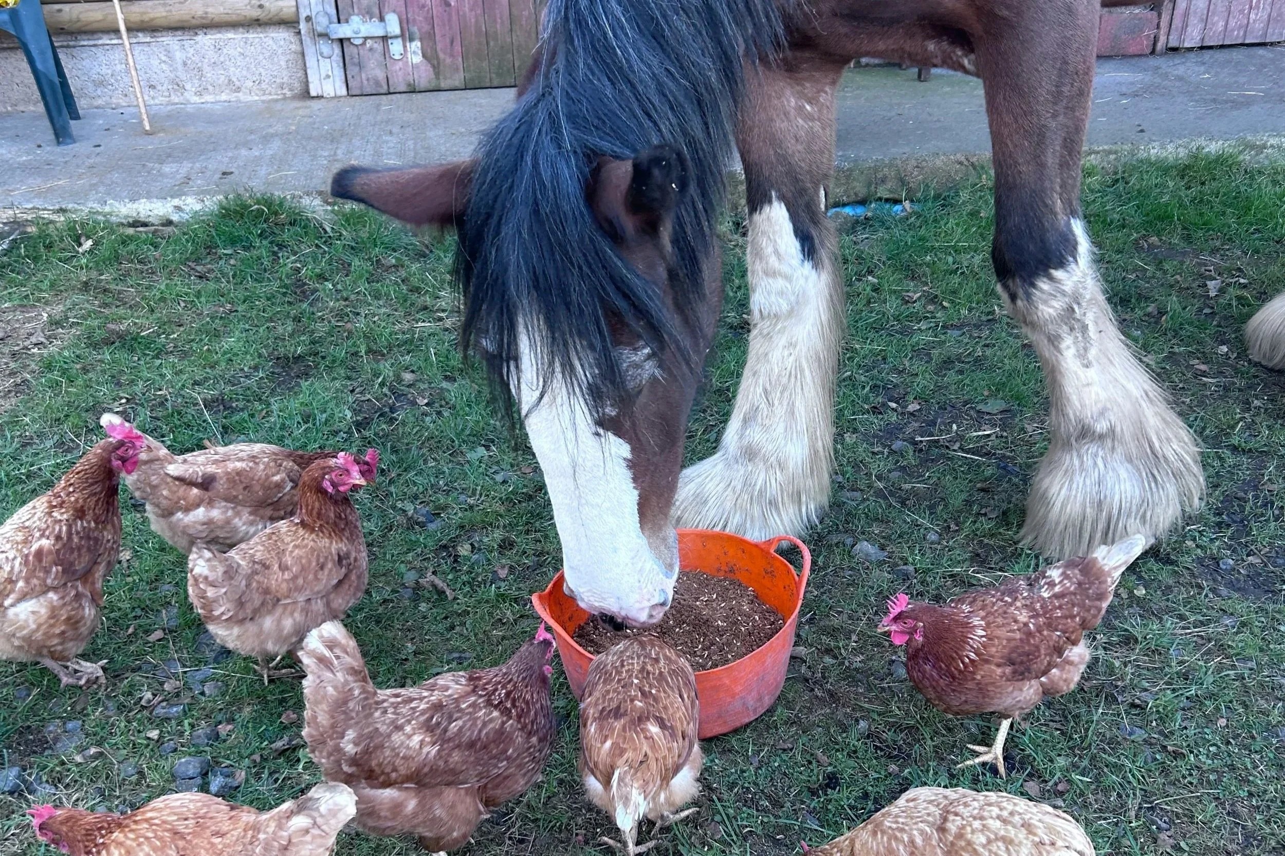 Horse being fed