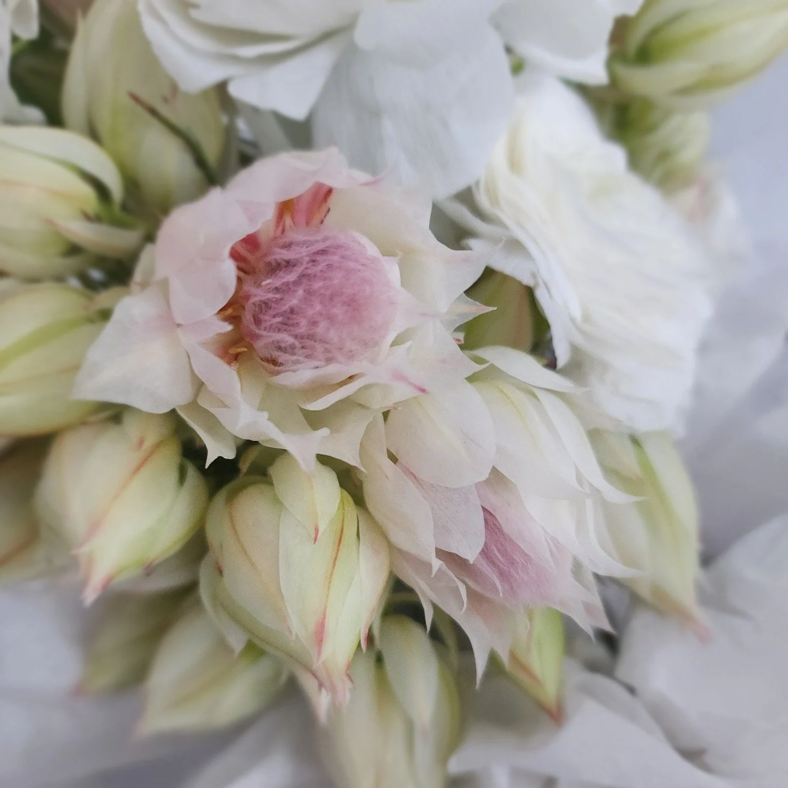 What a week!

This week I&rsquo;ve had two weddings and a corporate event.  I&rsquo;ve done over 300kms including 3 trips to the flower markets, 2 wedding deliveries over multiple locations (buttonholes, bouquets, venue etc..) as well as setup for th