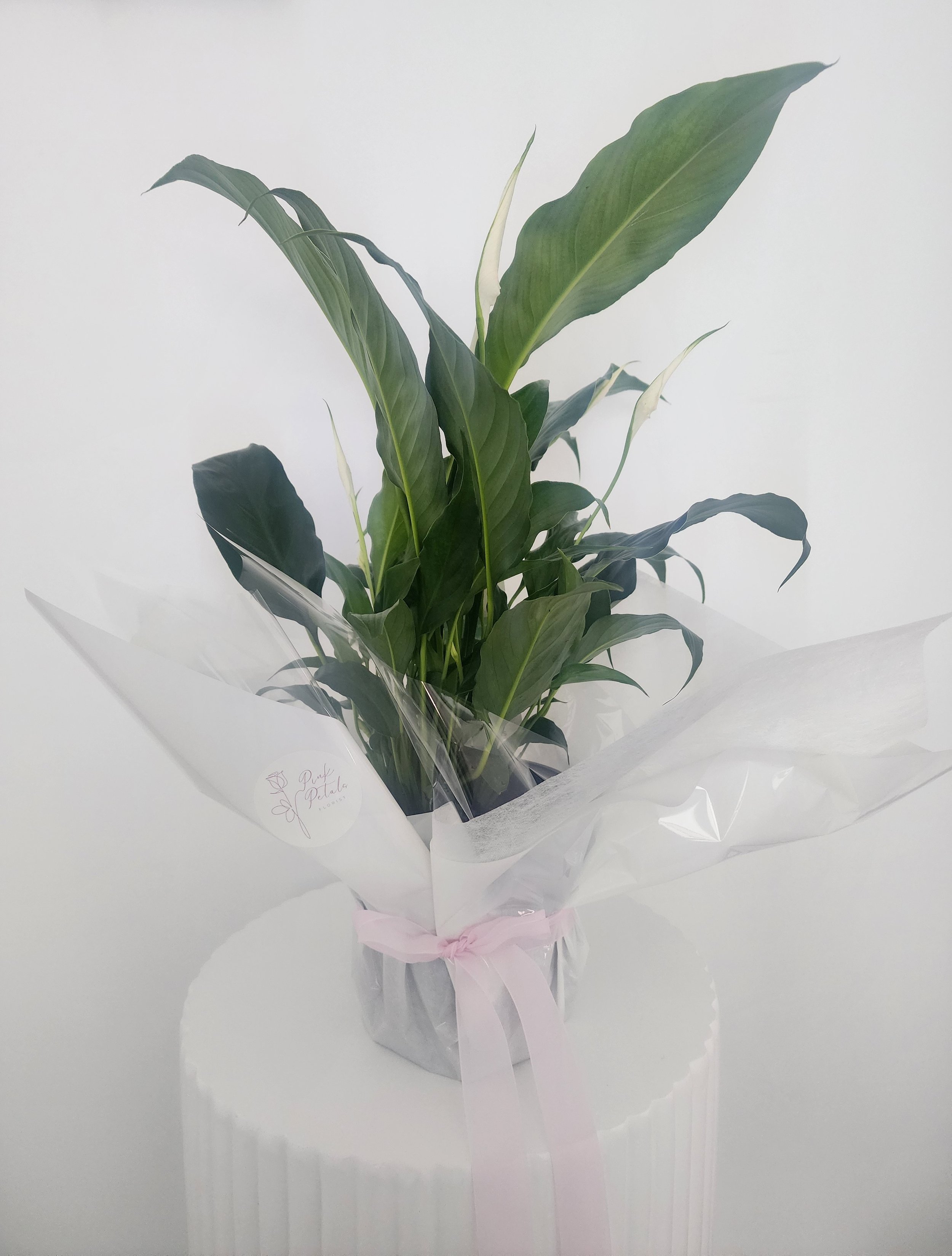 Peace Lily Plant