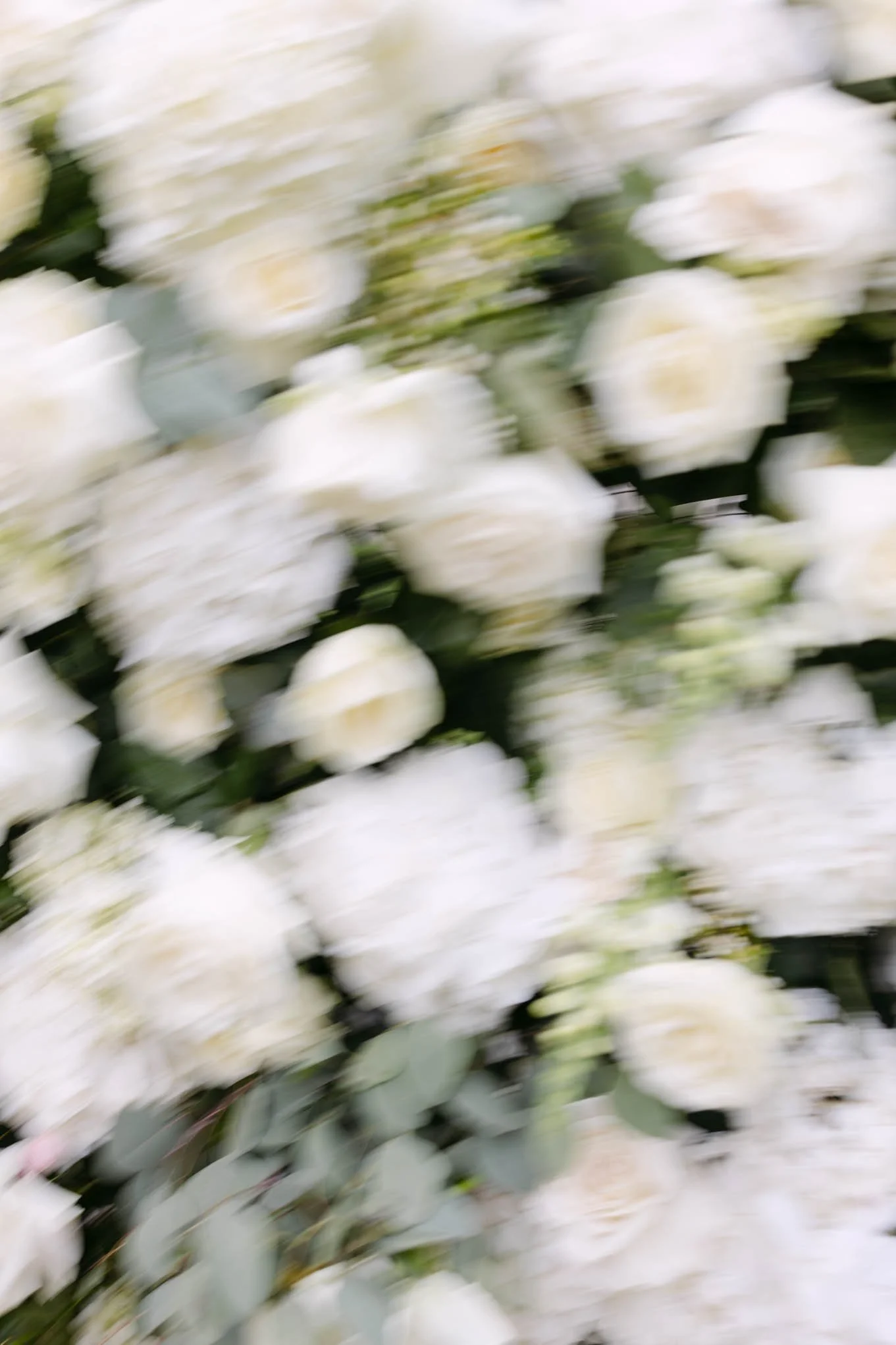Blurred image of white flowers with green leaves.