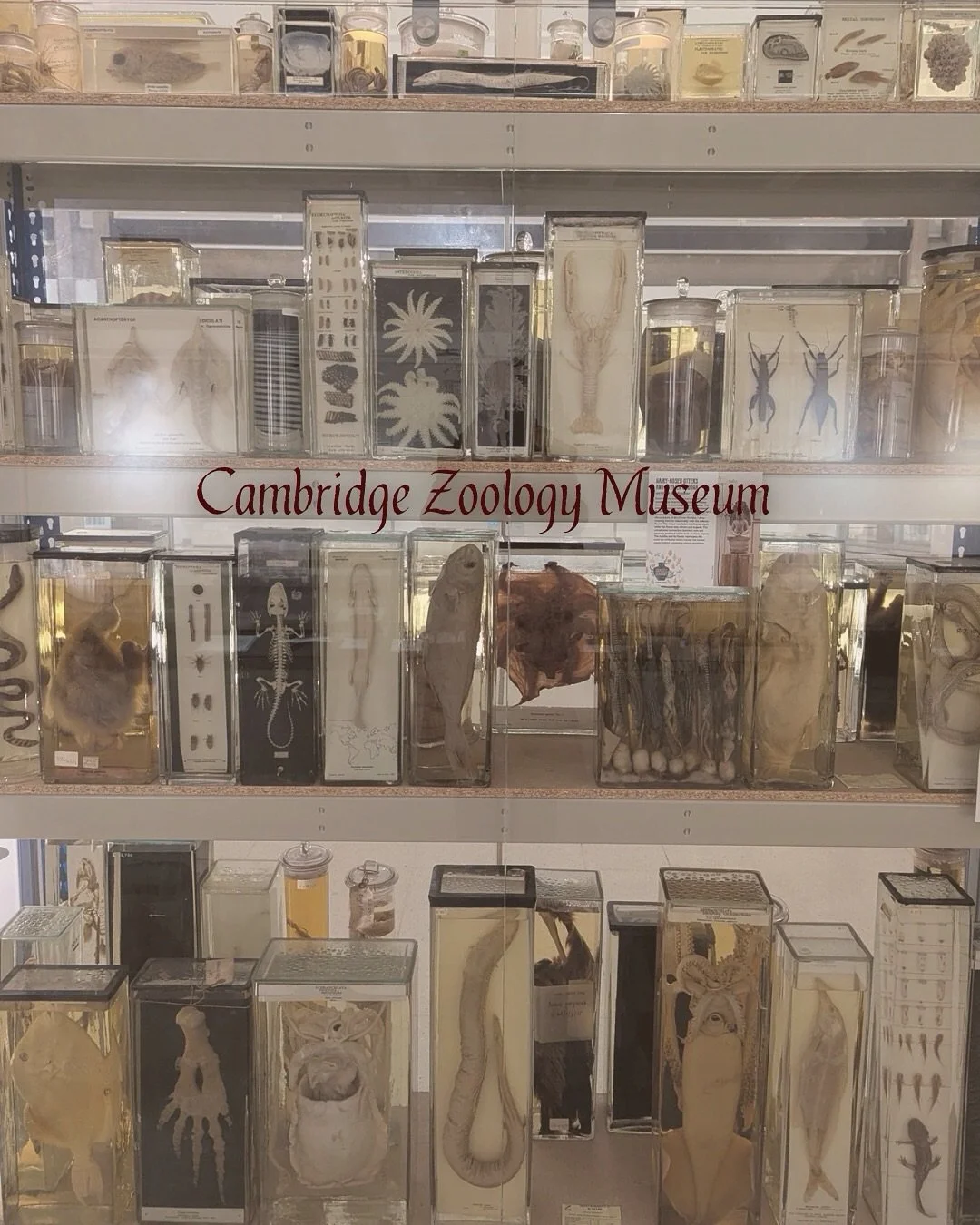 It will always be true that I am happiest in a museum <33333

I am so grateful to have had the chance to visit part of Cambridge Zoology Museum last week, as a little detour between stops with my partner&rsquo;s family🫶

If you don&rsquo;t take a