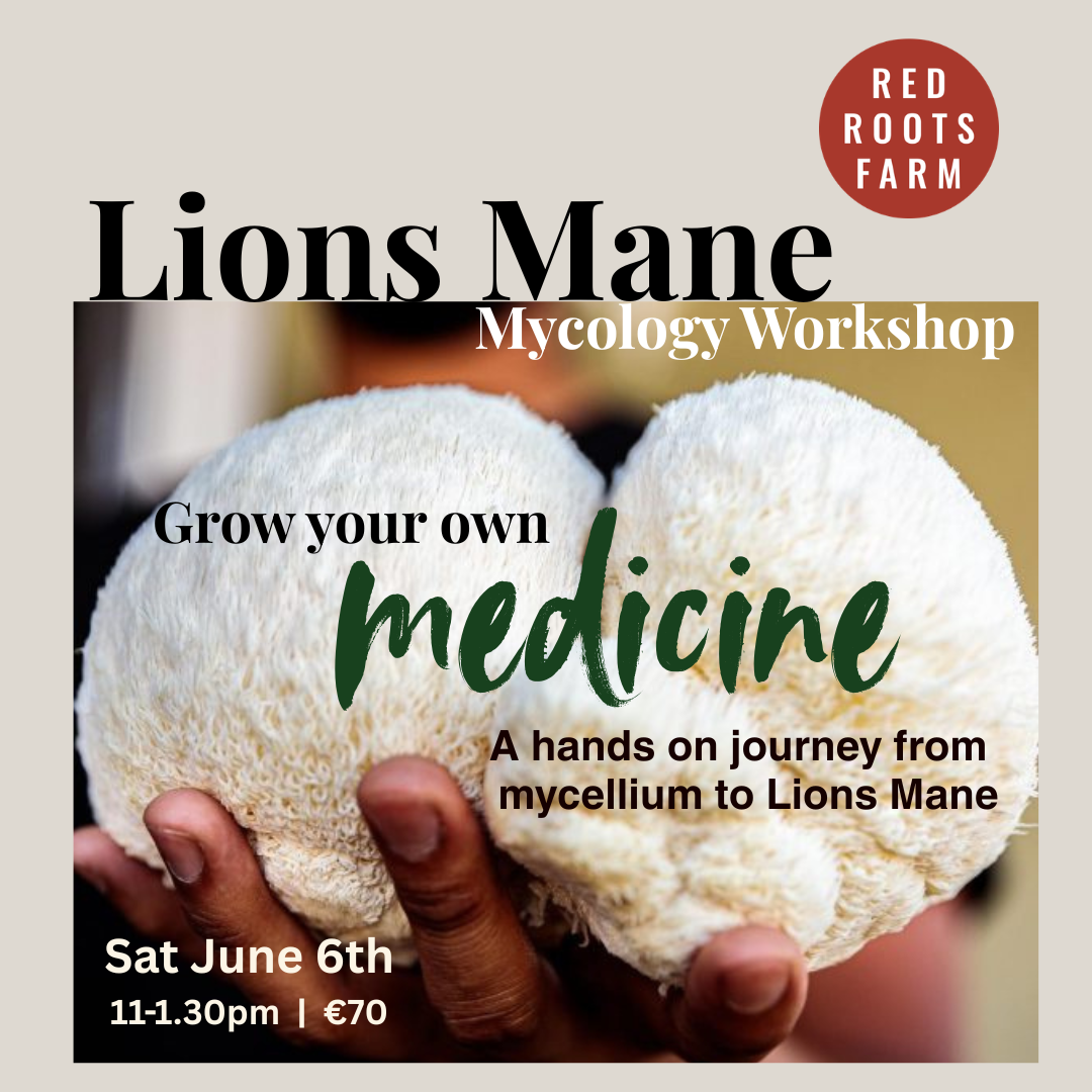 Lion's Mane Mycology Workshop