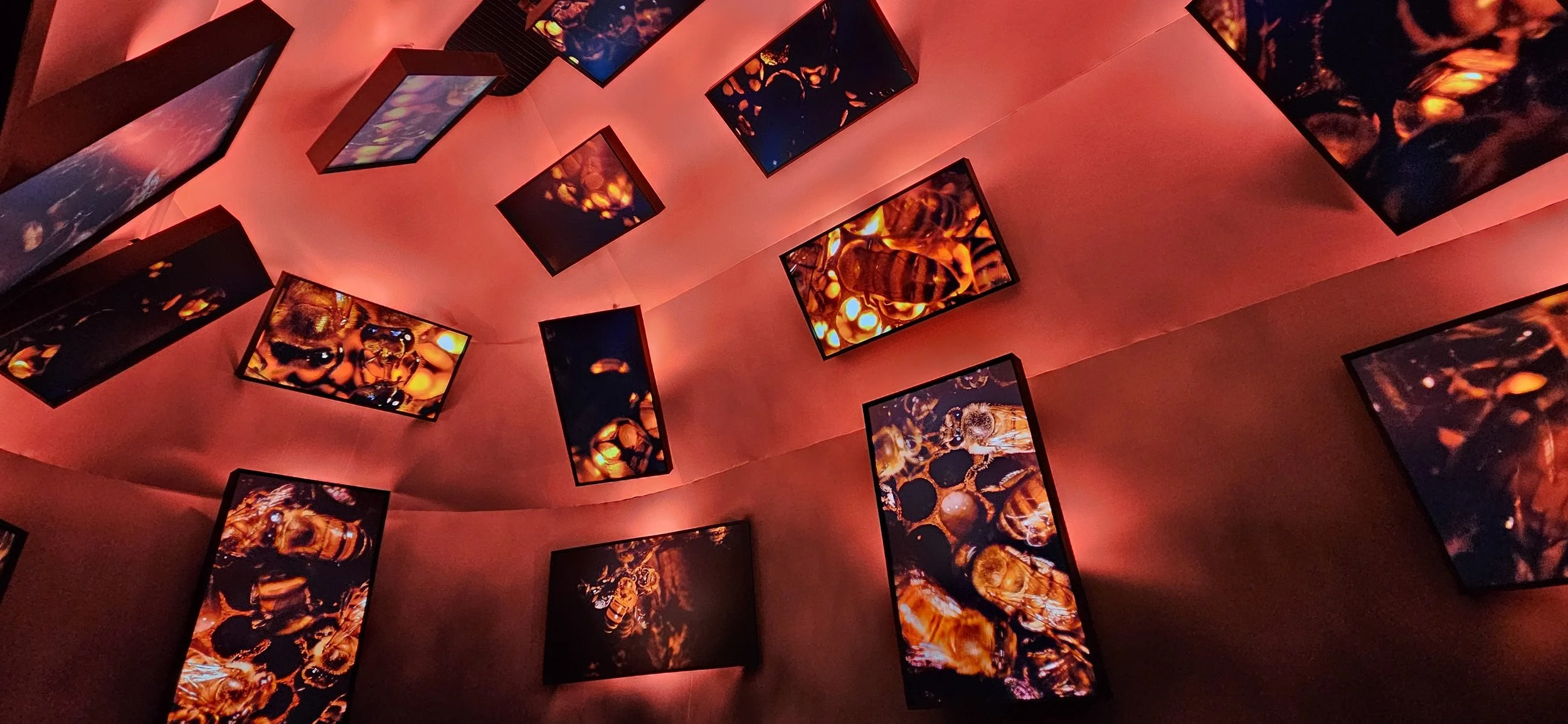 Multiple screens displaying close-up images of bees and honeycomb, mounted on a curved mart, illuminated with red lighting.