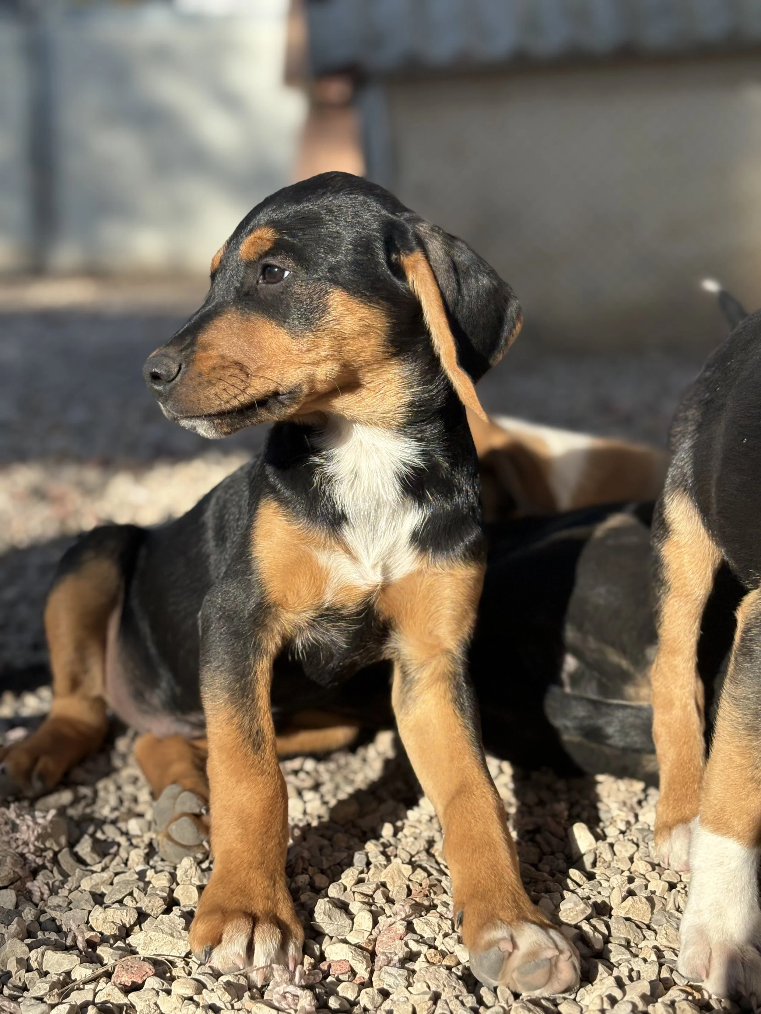 MILO - ACL (RESERVIERT)