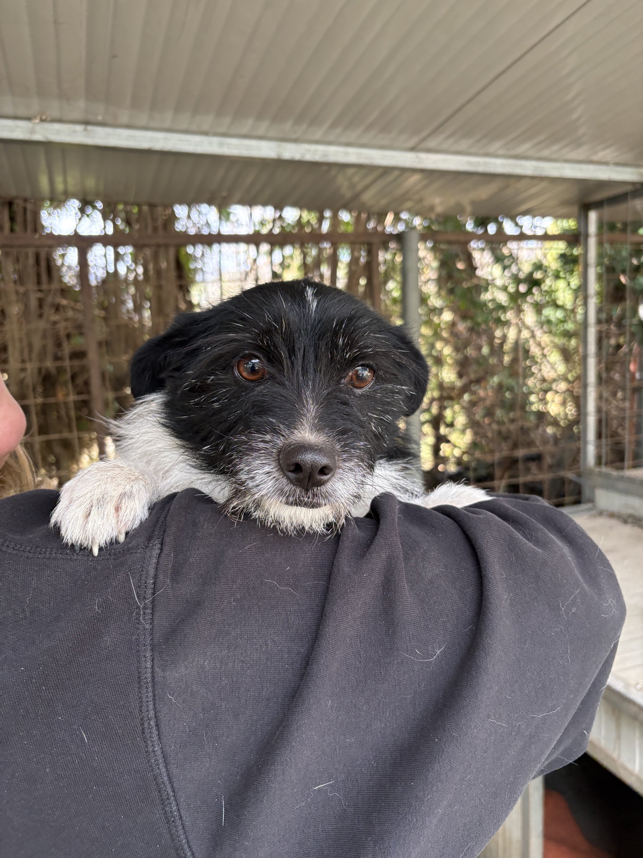 PEPITA - ACL (RESERVIERT)