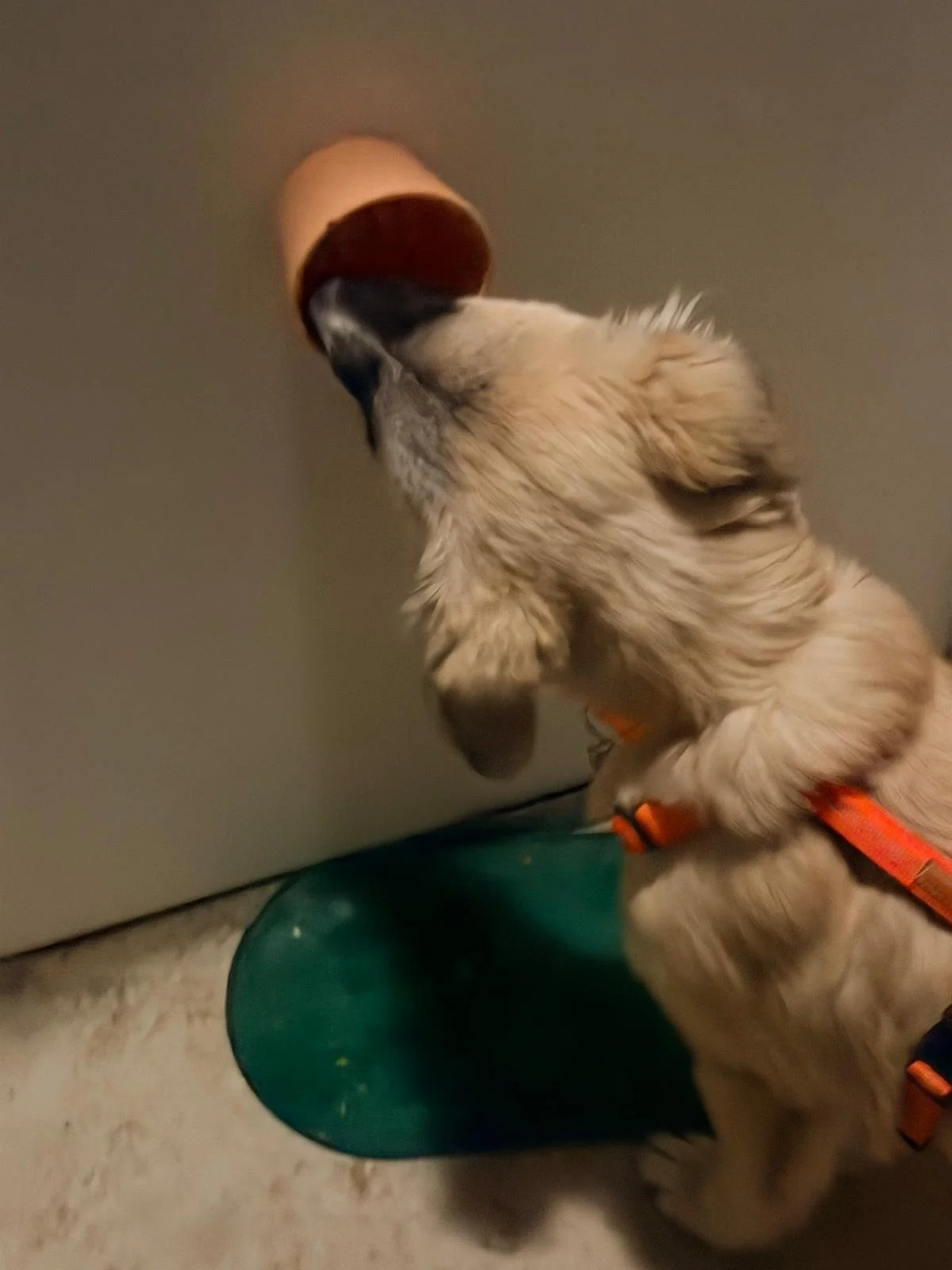 WhatsApp Image 2026-03-27 at 07.16.44 (1).jpeg