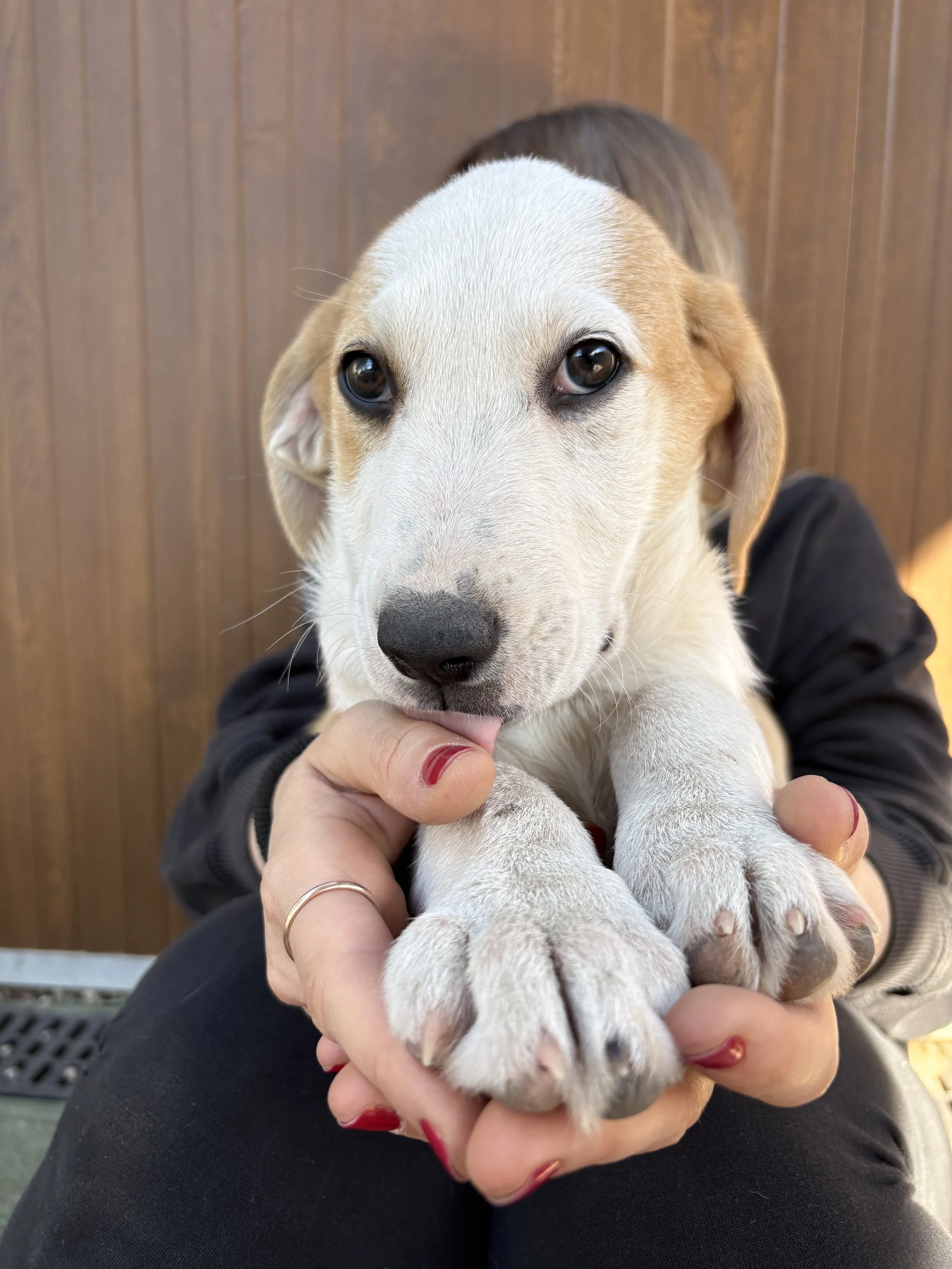 LOUIS - ACL (RESERVIERT)