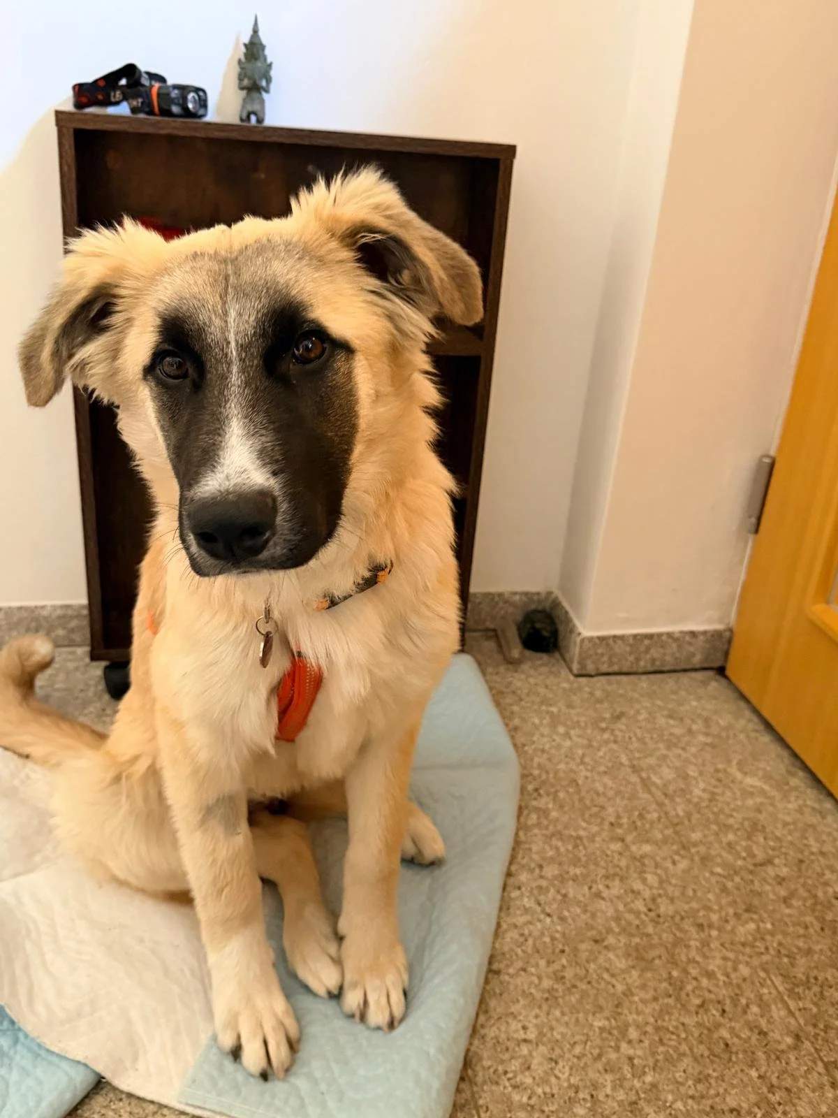 WhatsApp Image 2026-04-11 at 16.59.39 (1).jpeg