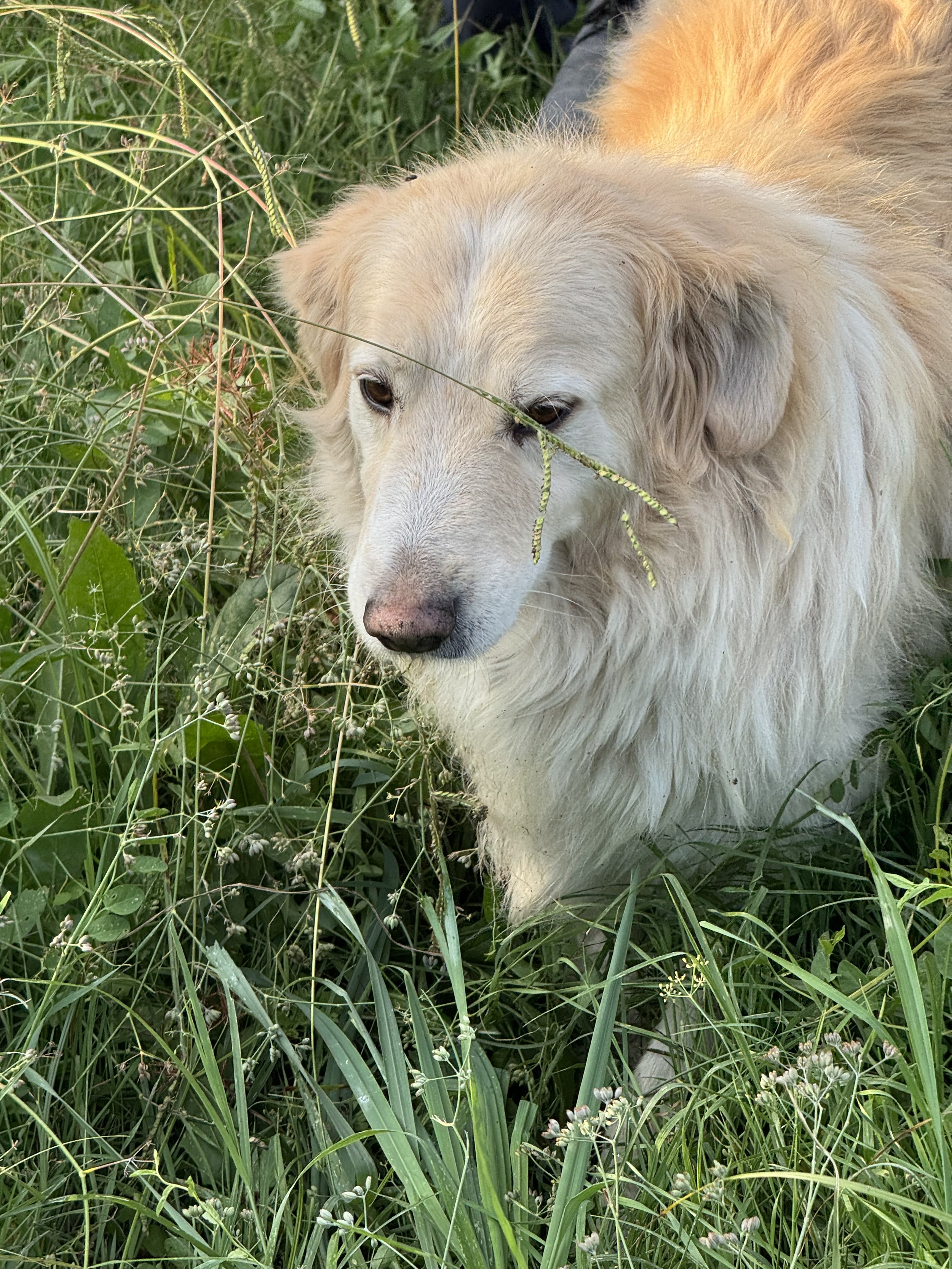 IMG_6272.jpeg