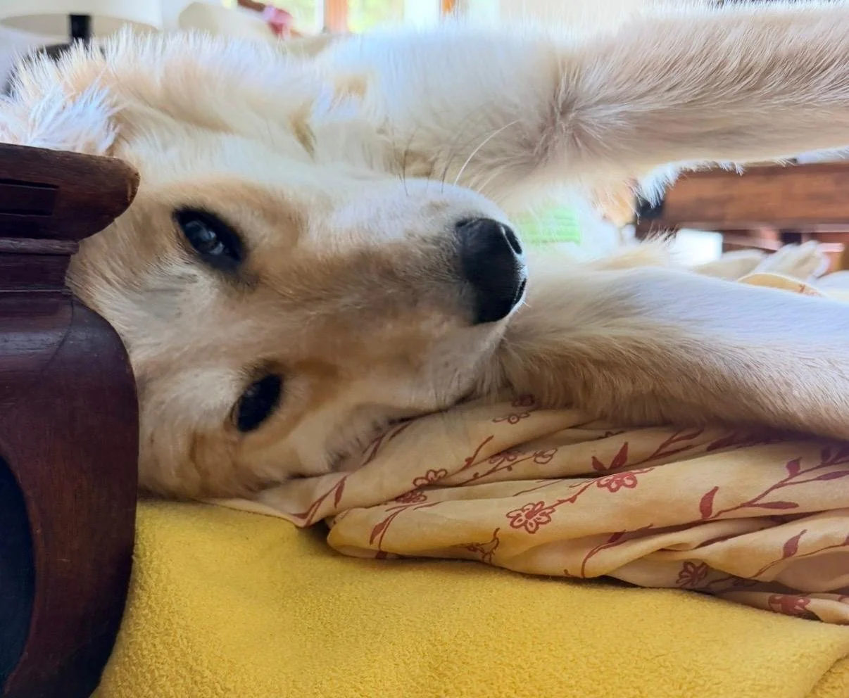 WhatsApp Image 2026-04-11 at 15.19.20 (1).jpeg