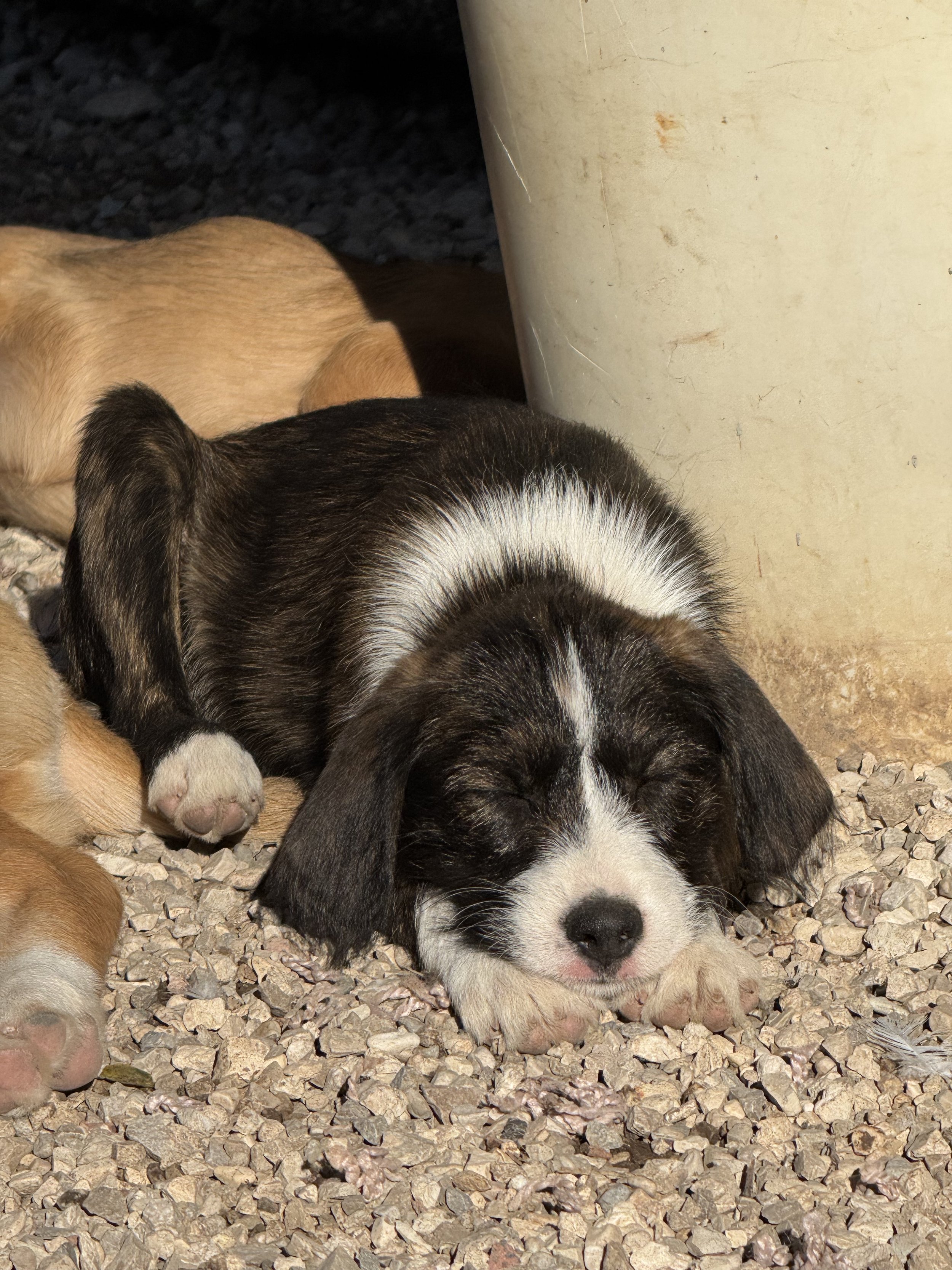 MOLLY - ACL (RESERVIERT)