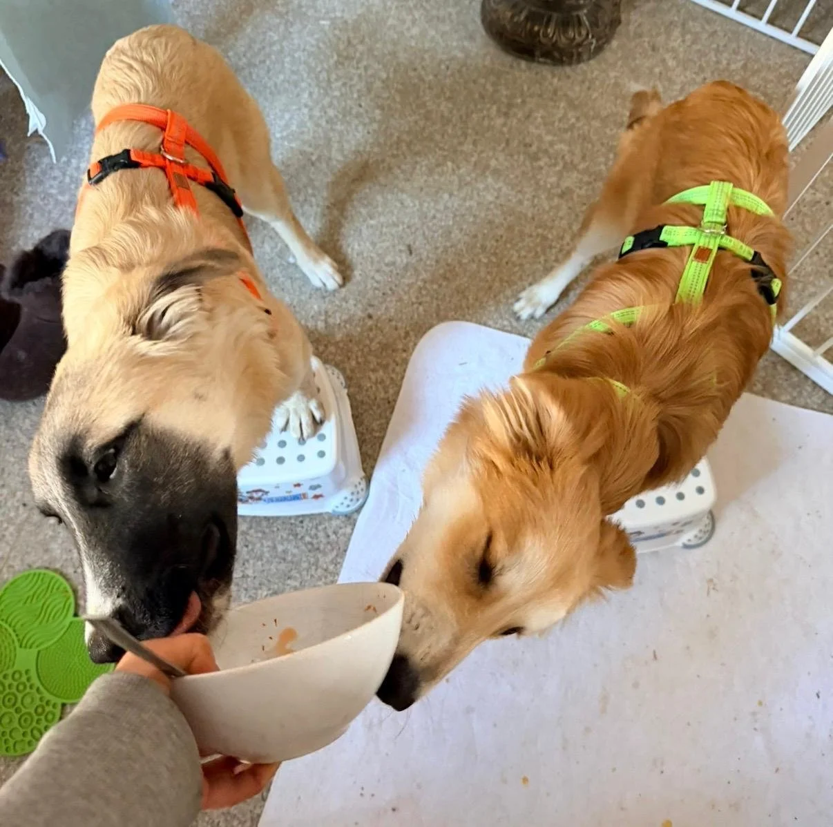 WhatsApp Image 2026-04-11 at 15.19.26 (1).jpeg