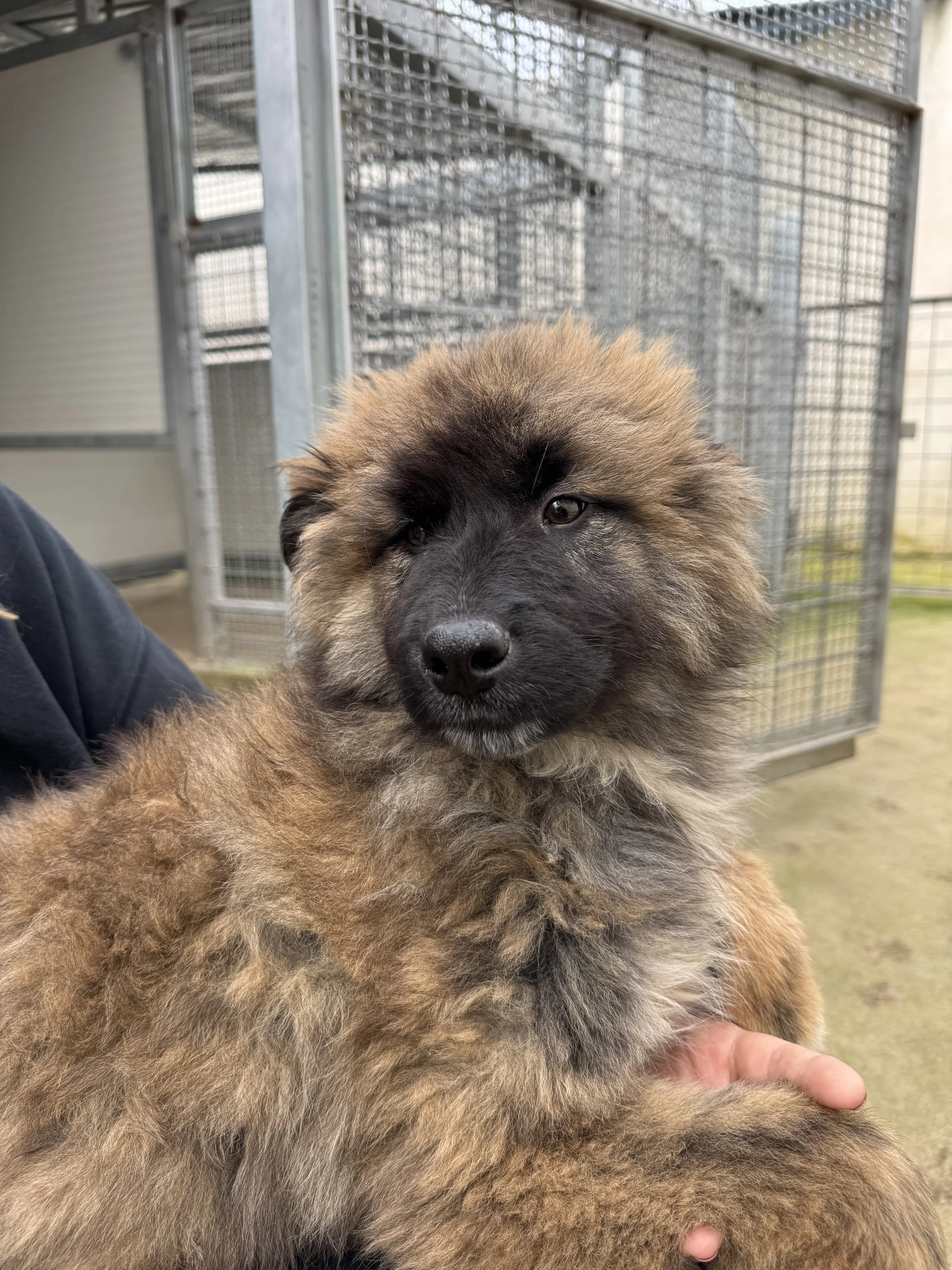 BOBBY - CDC (RESERVIERT)