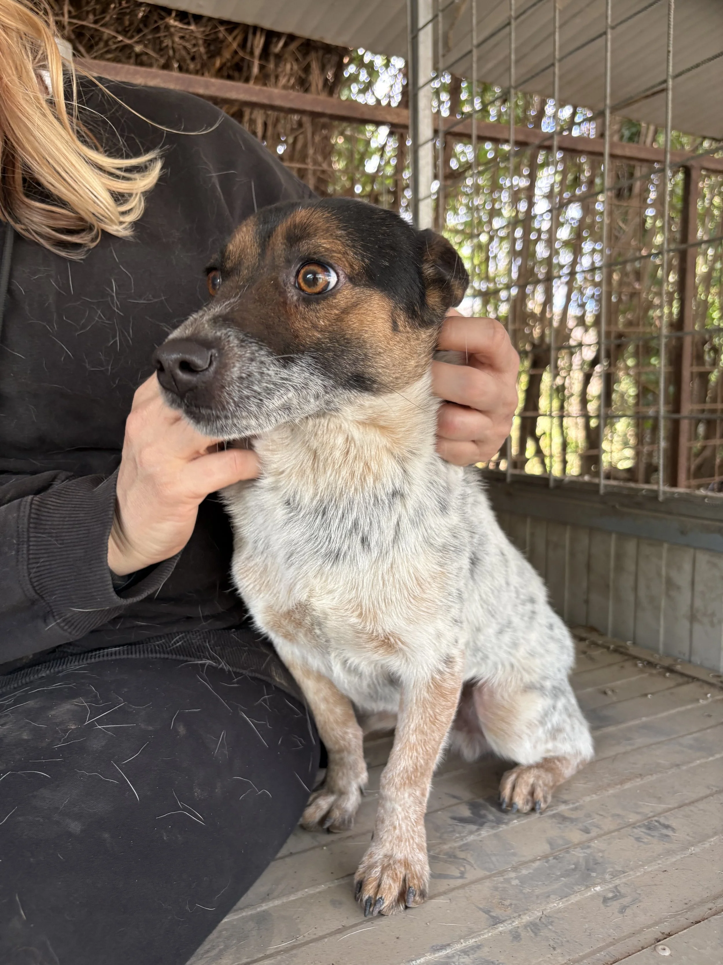 PIXEL - ACL (RESERVIERT)