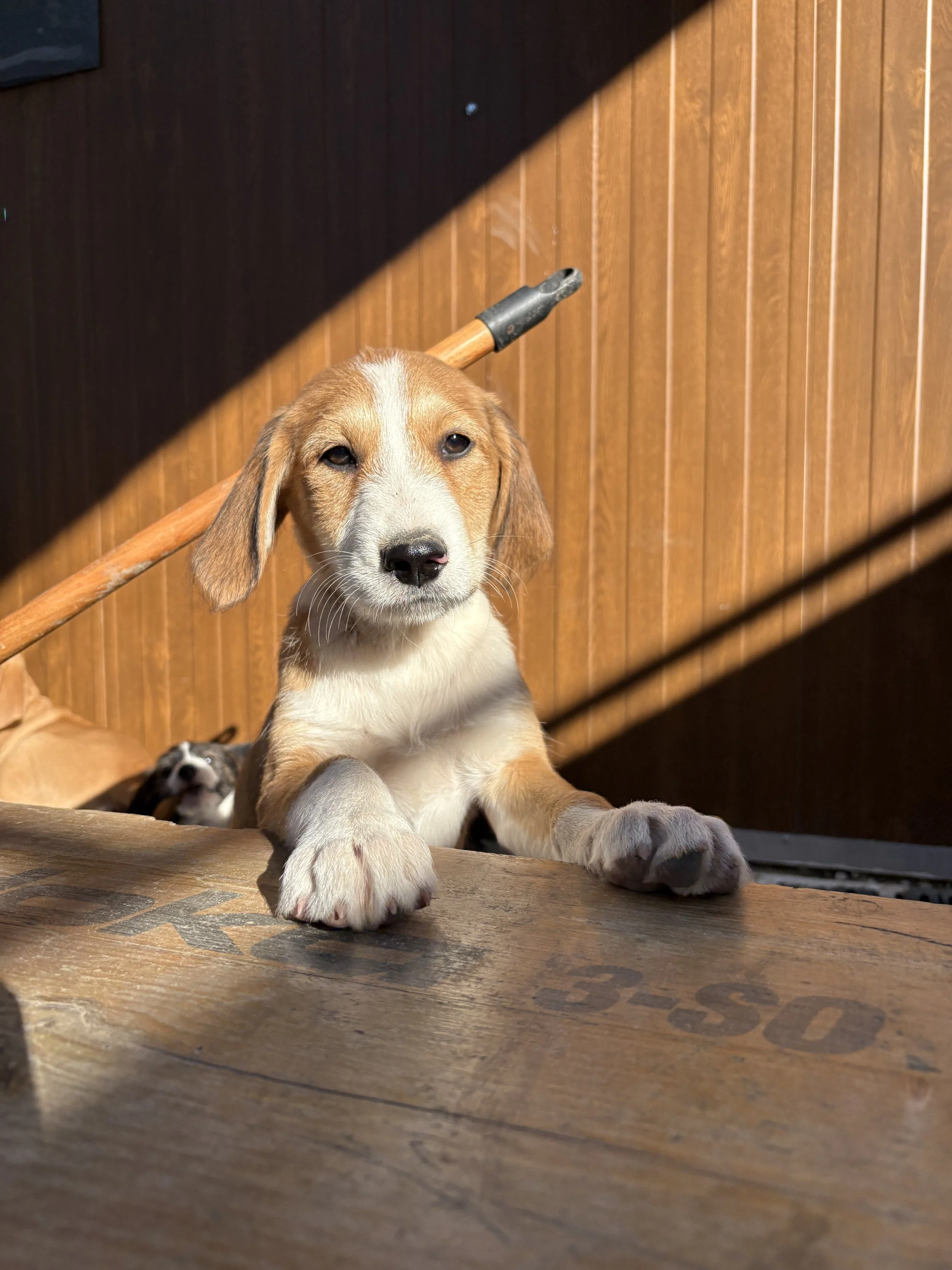 LUPIN - ACL (RESERVIERT)