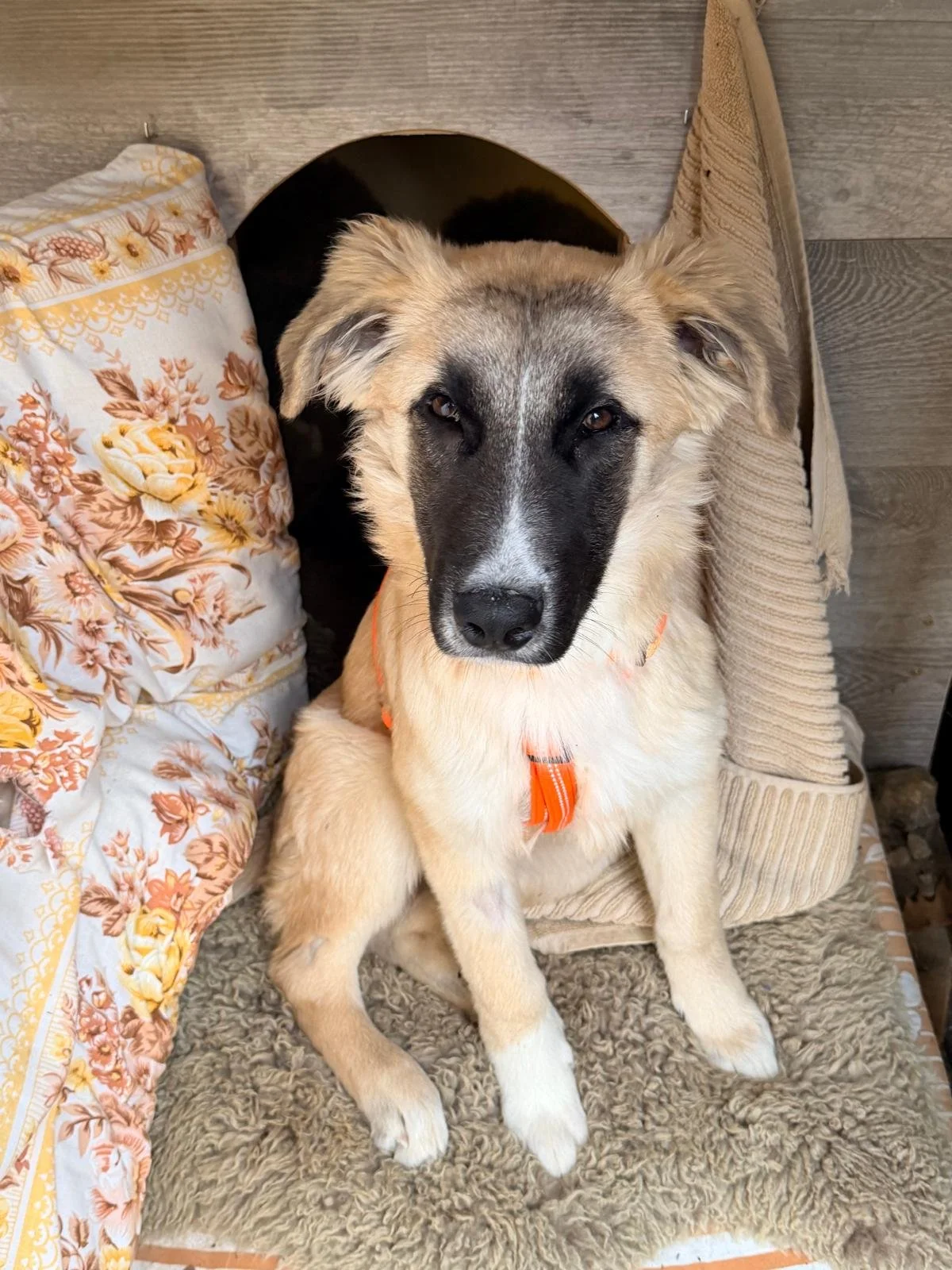 WhatsApp Image 2026-03-27 at 07.16.44 (2).jpeg