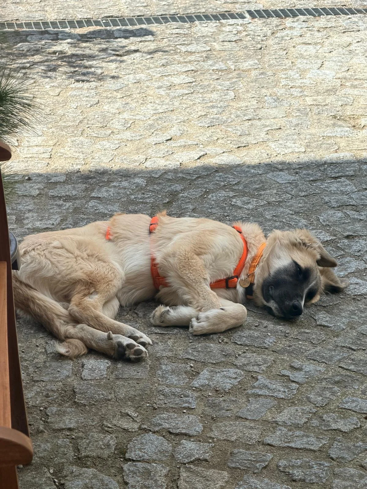 WhatsApp Image 2026-04-11 at 16.59.38.jpeg