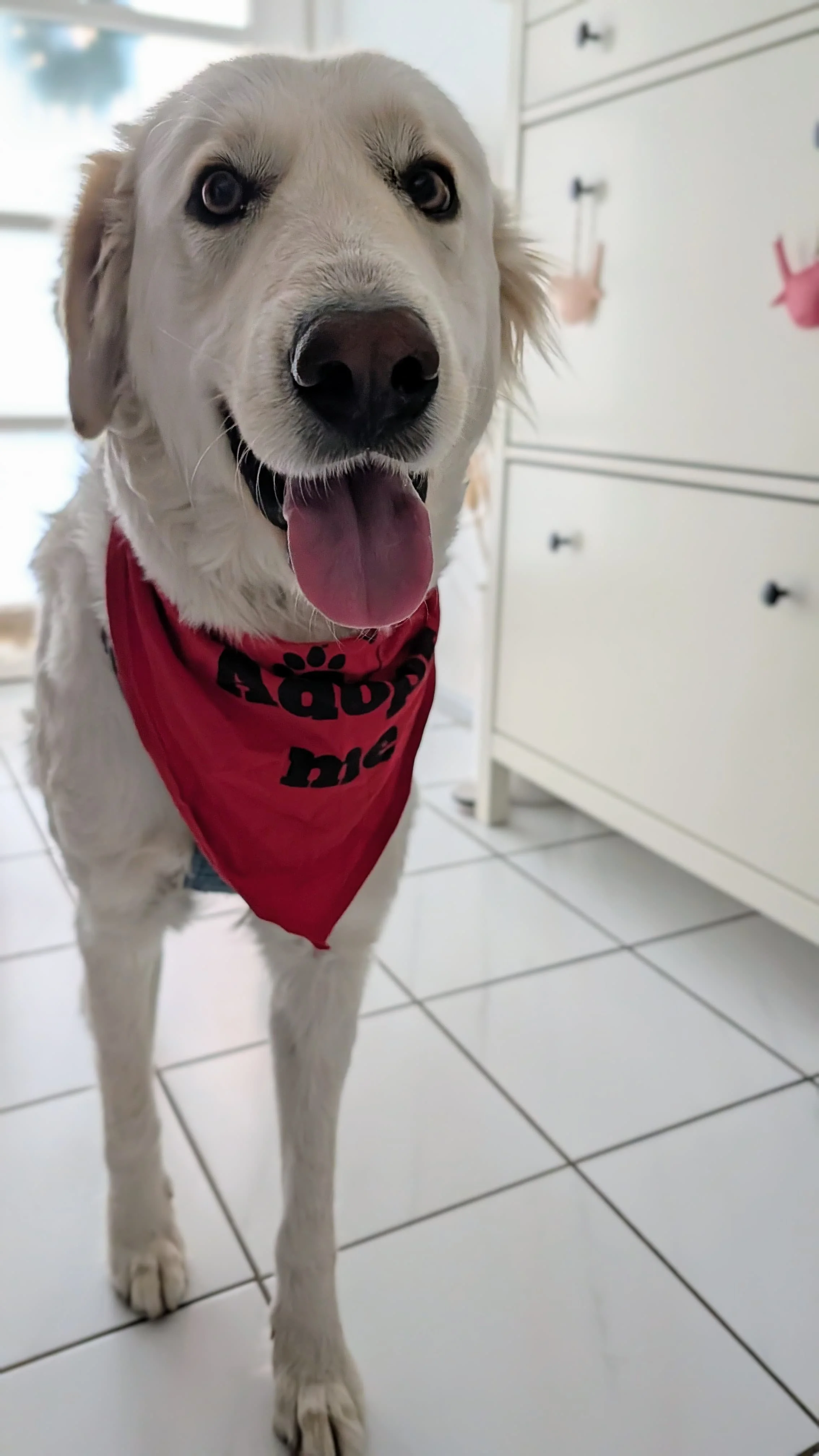 WhatsApp Image 2026-04-08 at 14.38.14 (1).jpeg