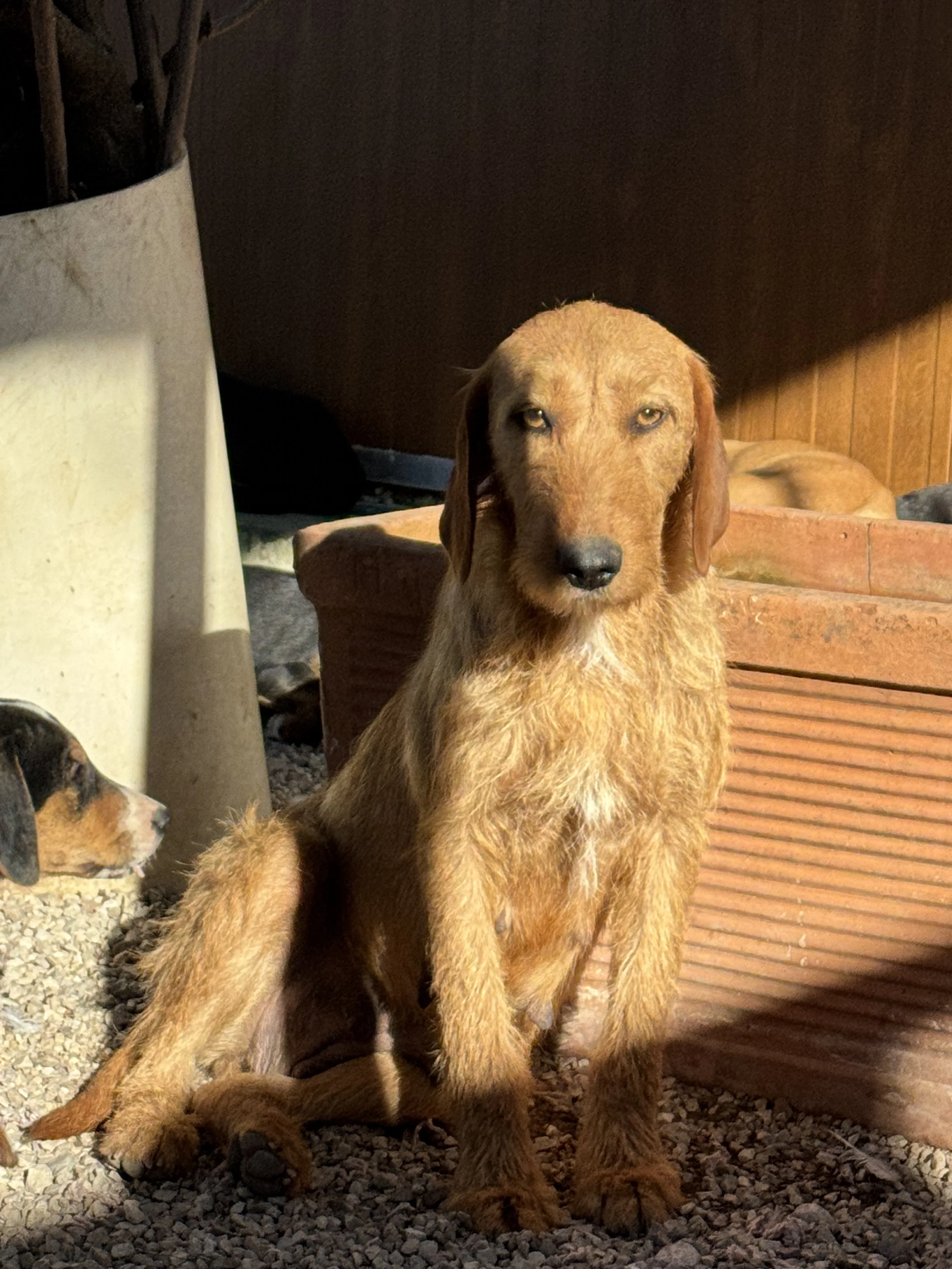 LILLY - ACL (RESERVIERT)