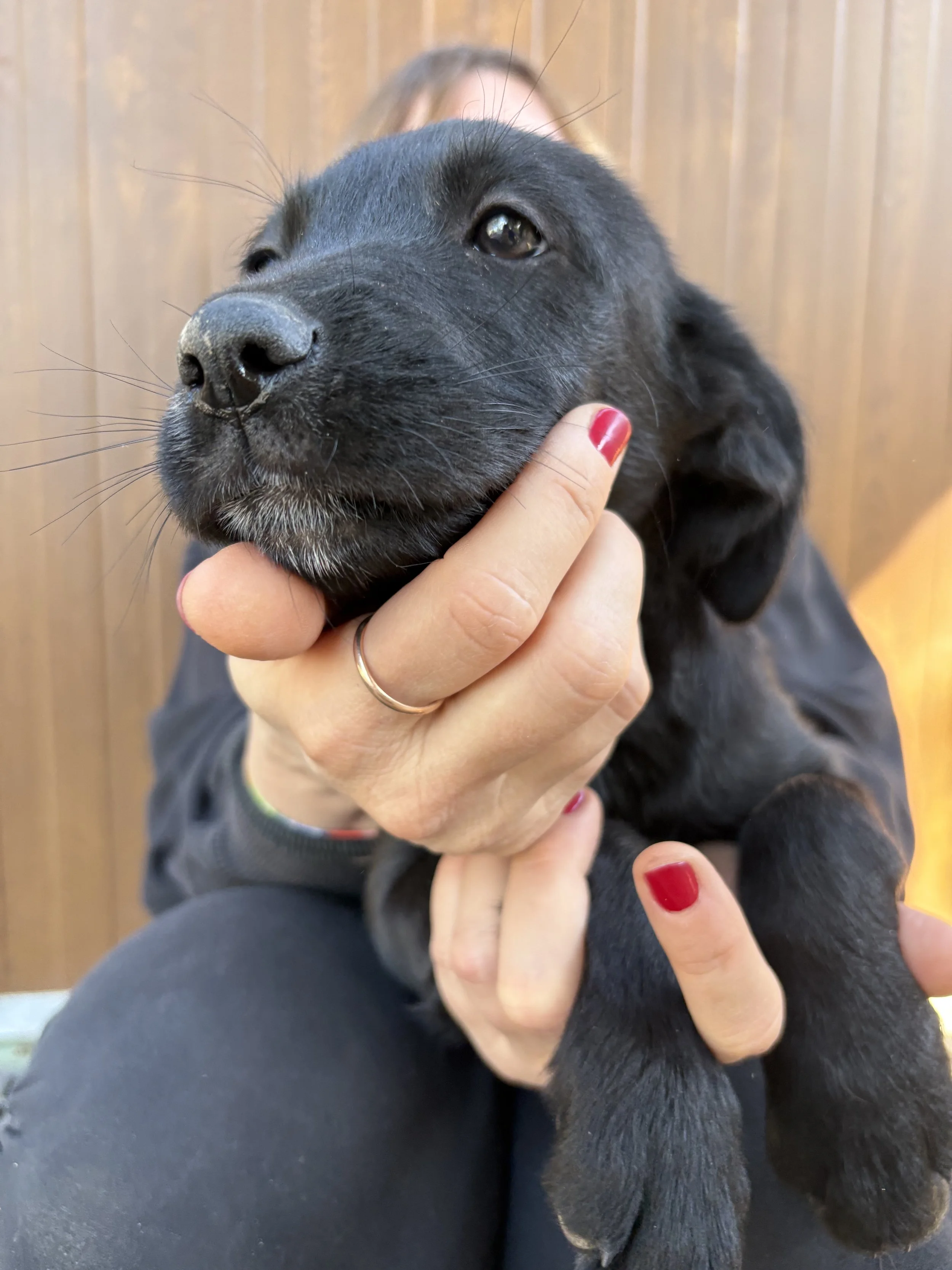 MAJA - ACL (RESERVIERT)