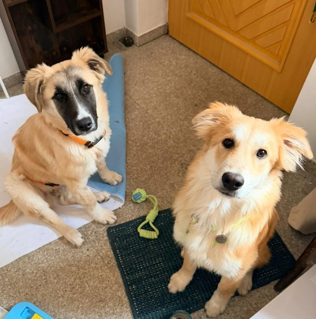 WhatsApp Image 2026-04-11 at 16.59.42.jpeg