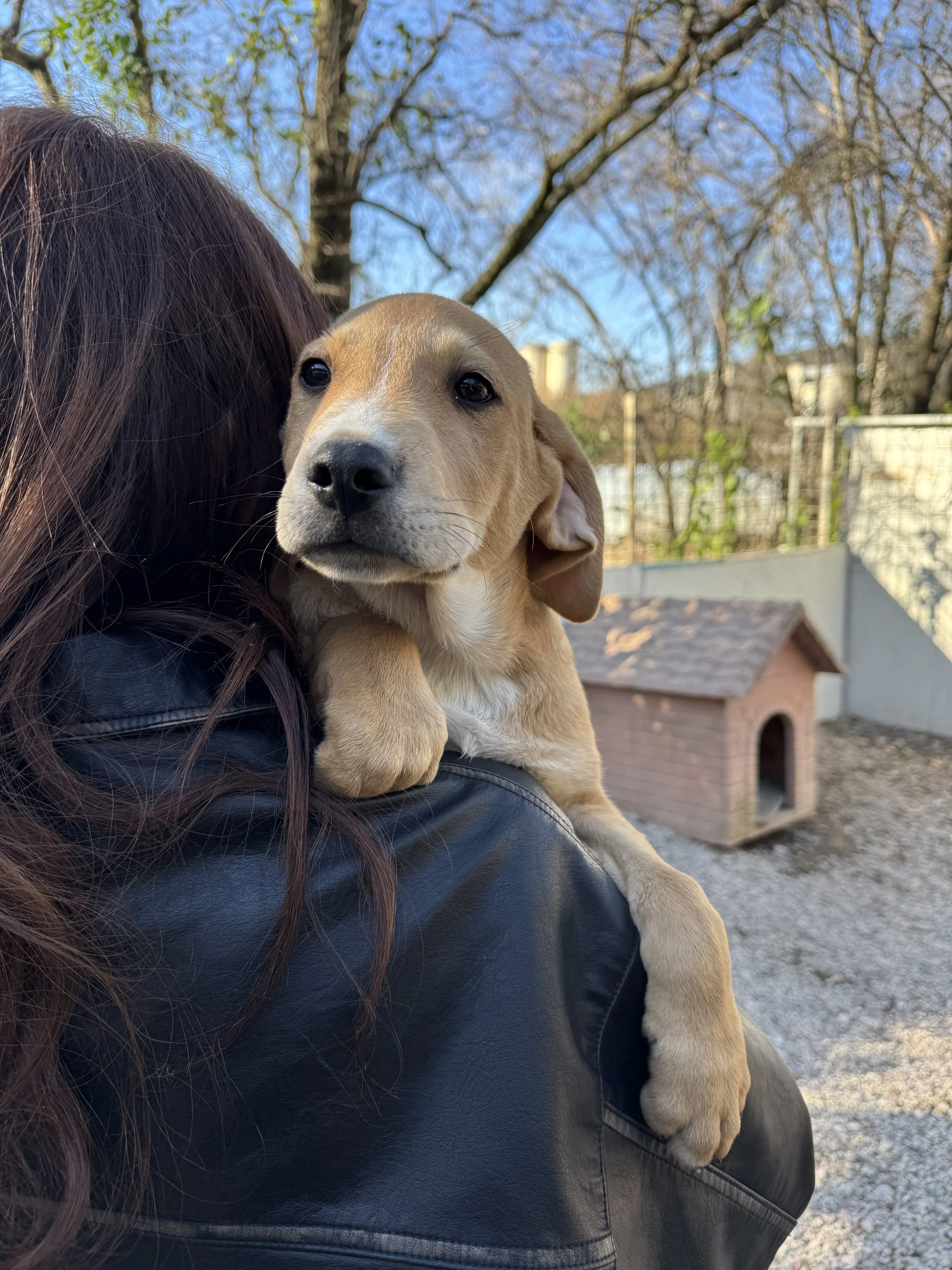 ARCHIE - ACL (RESERVIERT)