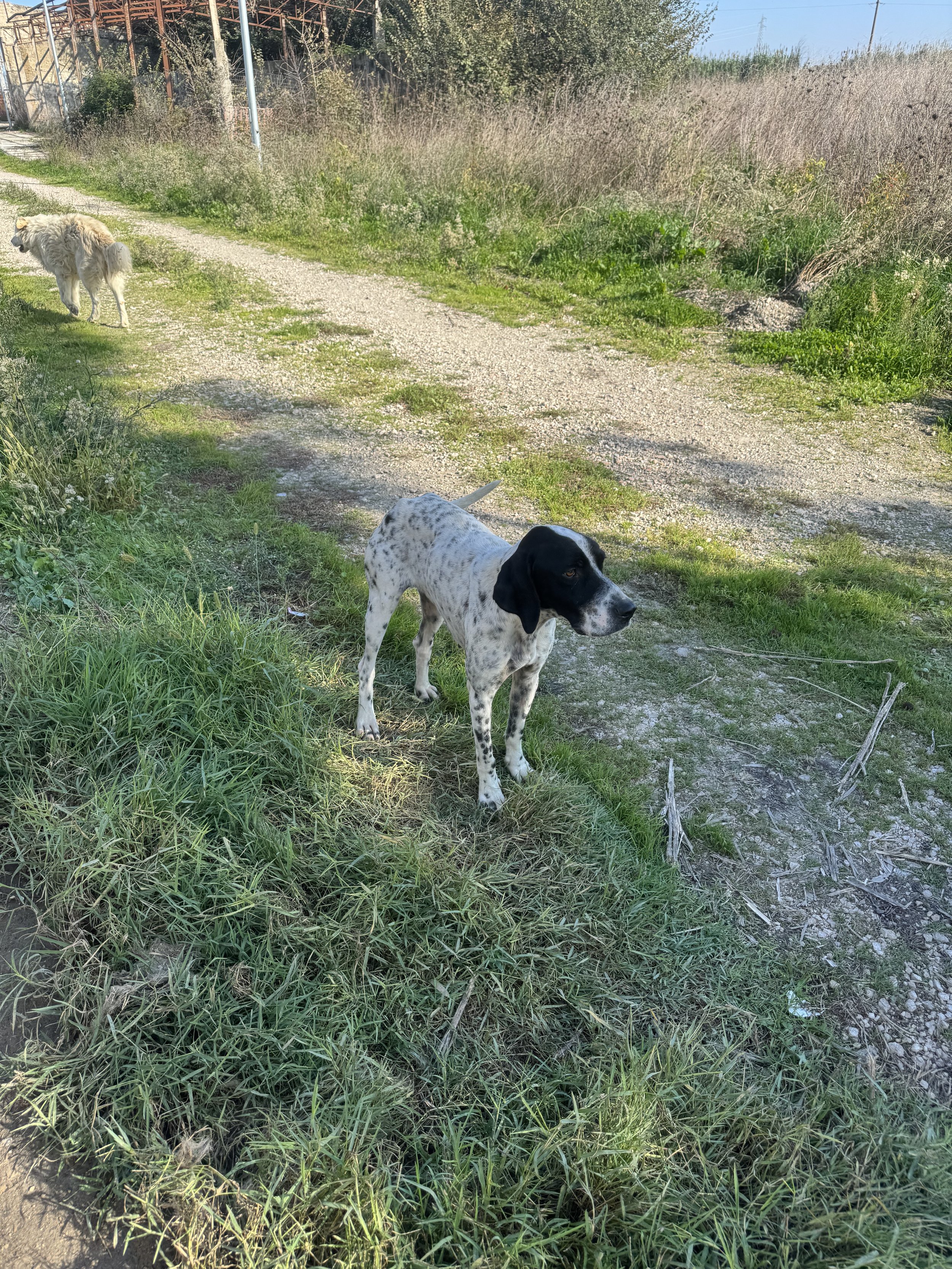 IMG_4987.jpeg