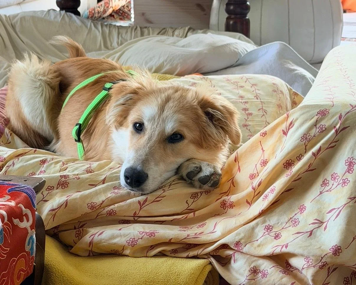 WhatsApp Image 2026-04-11 at 15.19.21.jpeg