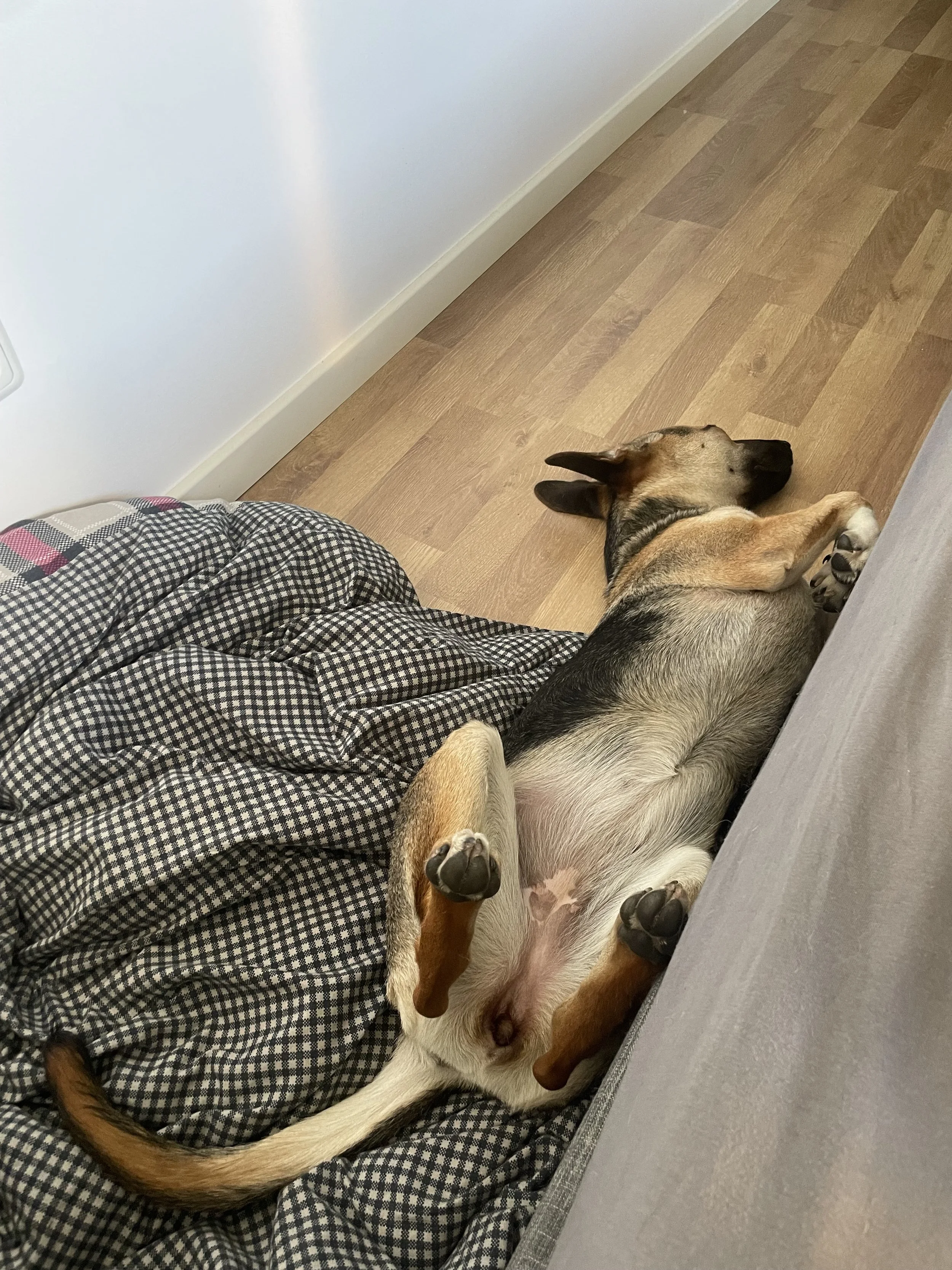 image00015.jpeg