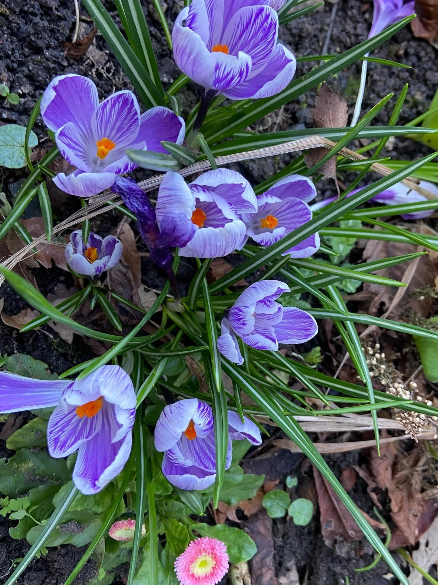 Spring is starting to spring 🌸

First little glimpses of the season of opening, new beginnings and the return of lightness

Always looking to nature for a little bit of hope 🙏🏼✨🙏🏼✨🙏🏼✨

#spring #light #nature #season
