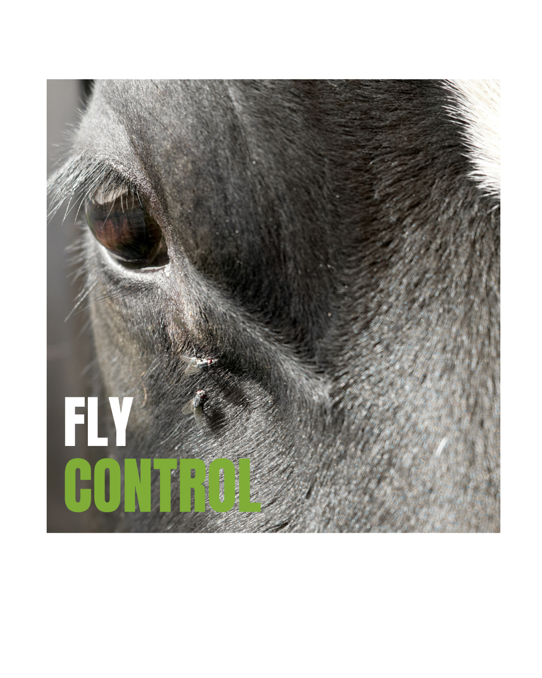 Fly Control