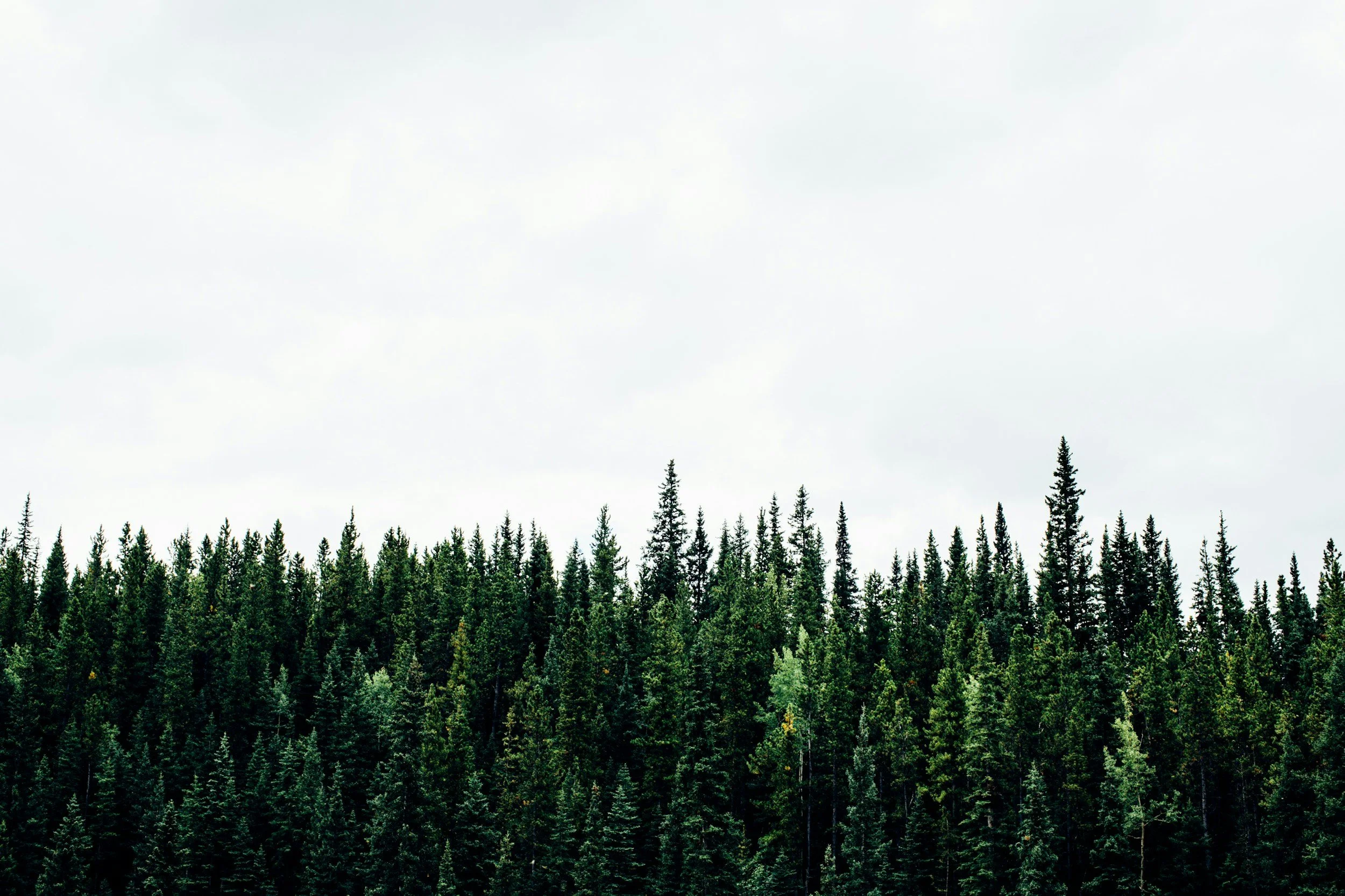 Crédit lombard et investissement forestier : financer l’achat de forêts et groupements forestiers