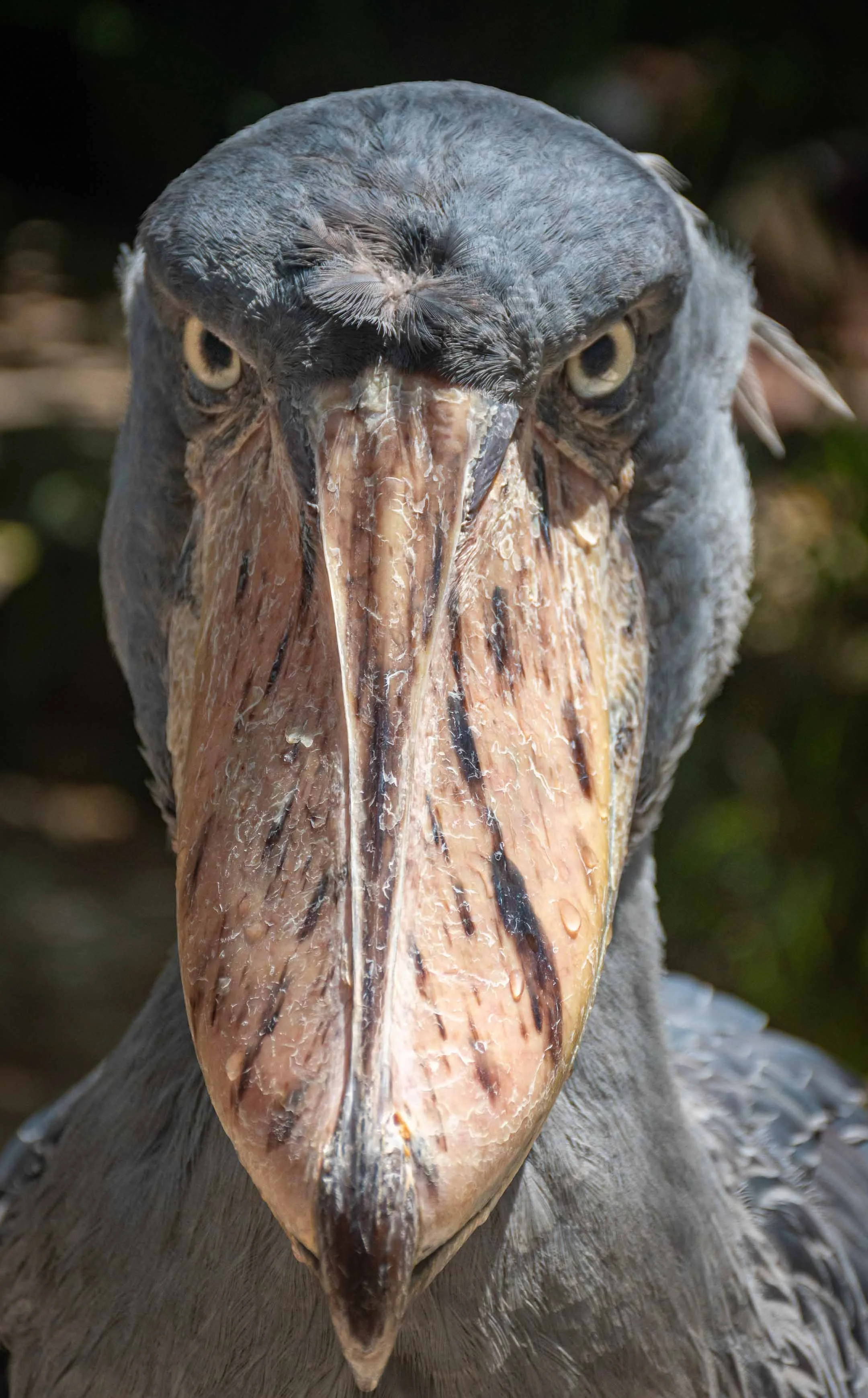 20190829_Shoebill's Eye on You_Nathan Phua_0014.jpg