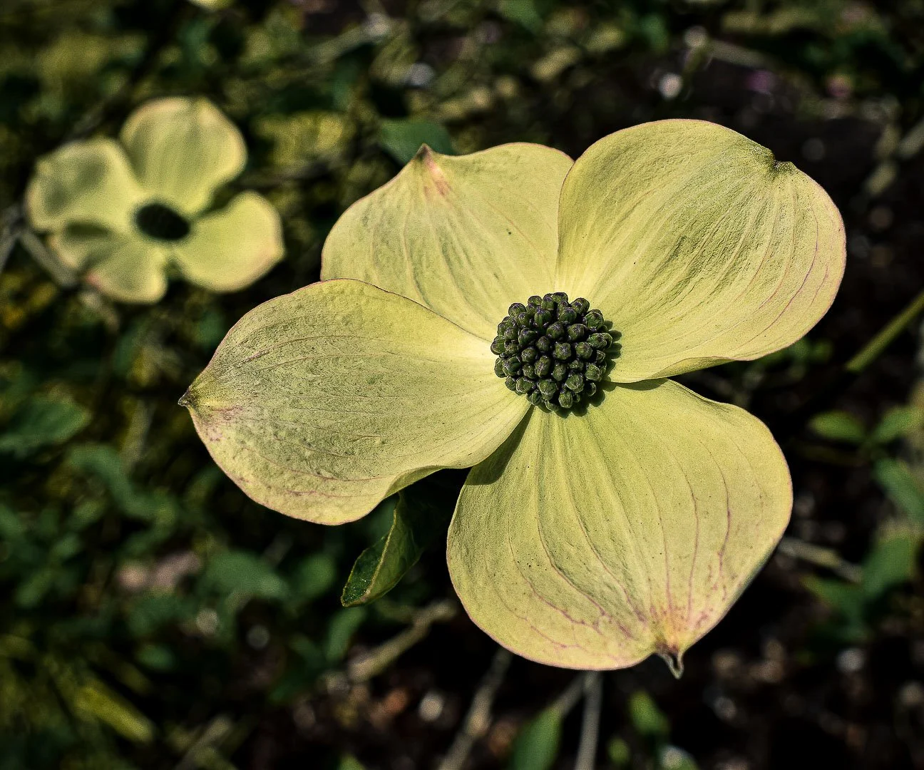 20170403__Nathan Phua_0001.jpg