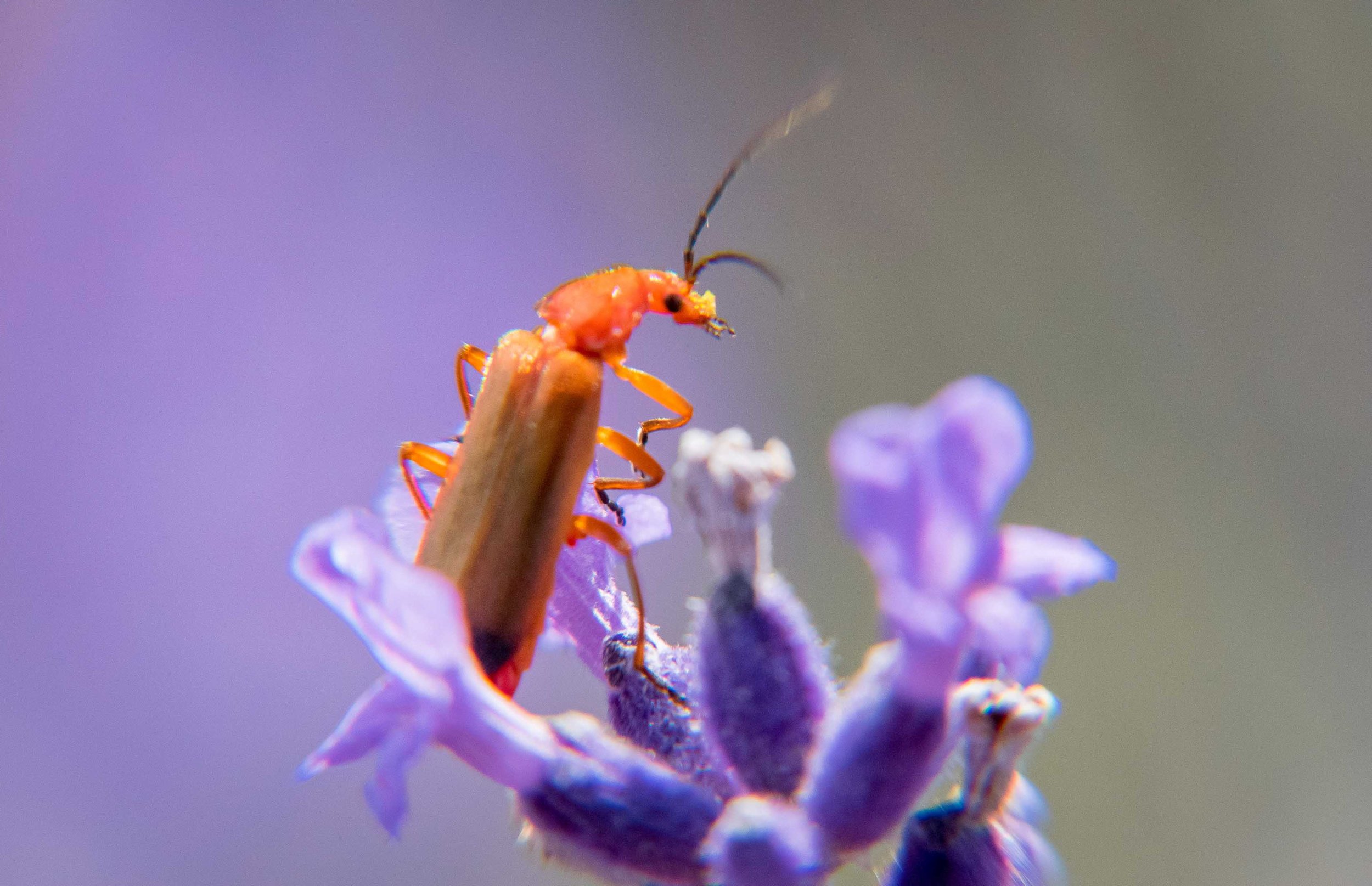 20200721__Nathan Phua_0021.jpg