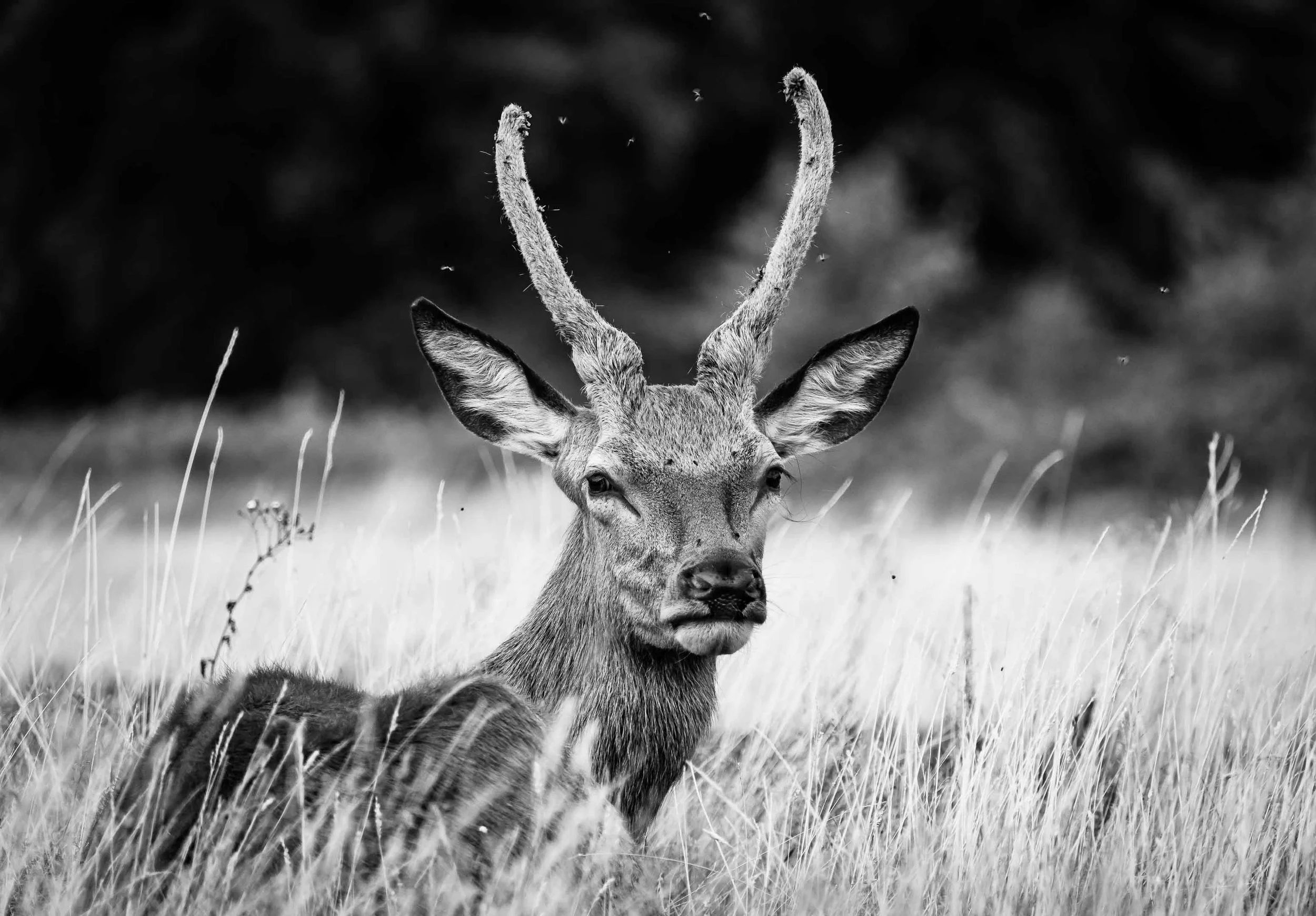 20200823_Buzzing Antlers_Nathan Phua_0025.jpg