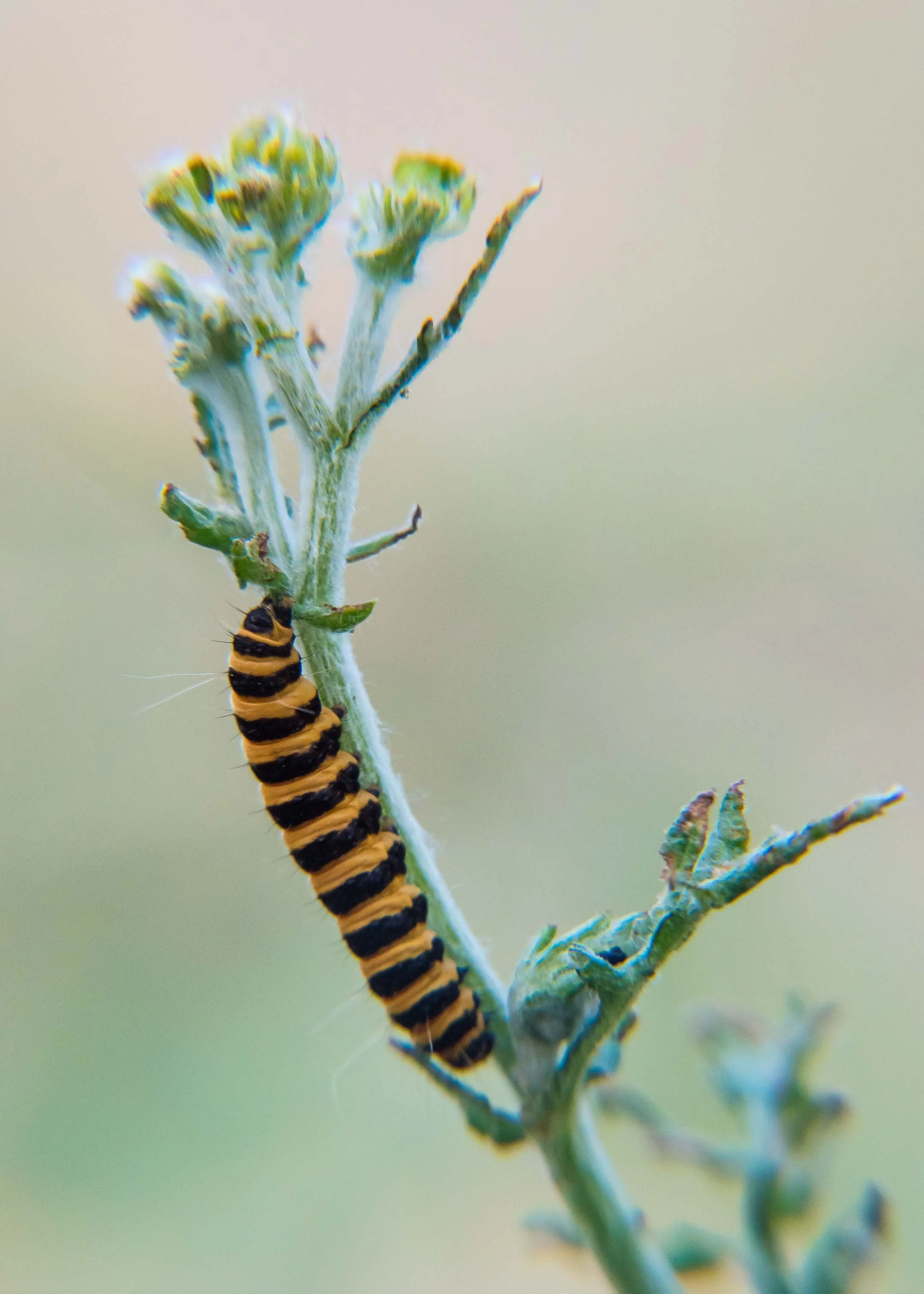 20200802__Nathan Phua_0022.jpg