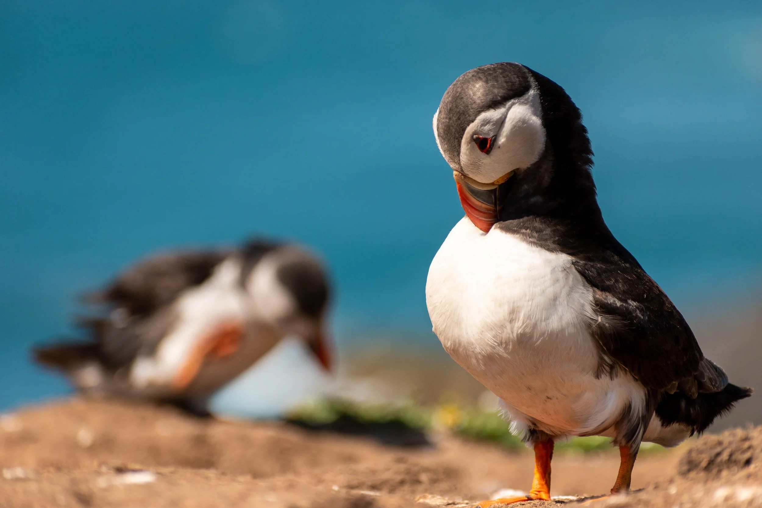 20220713_Puffins_Nathan Phua_0032.jpg