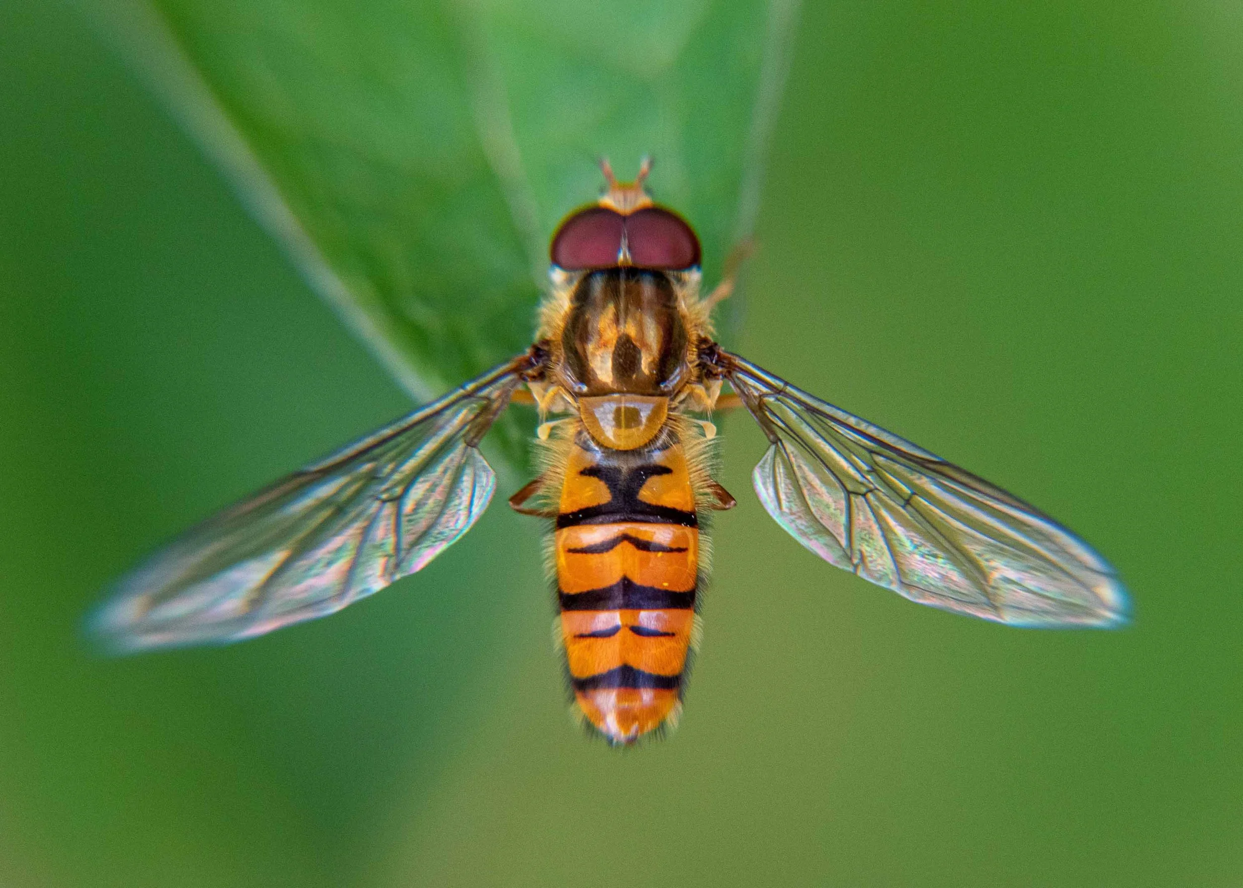 20190708_Wasping_Nathan Phua_0007.jpg