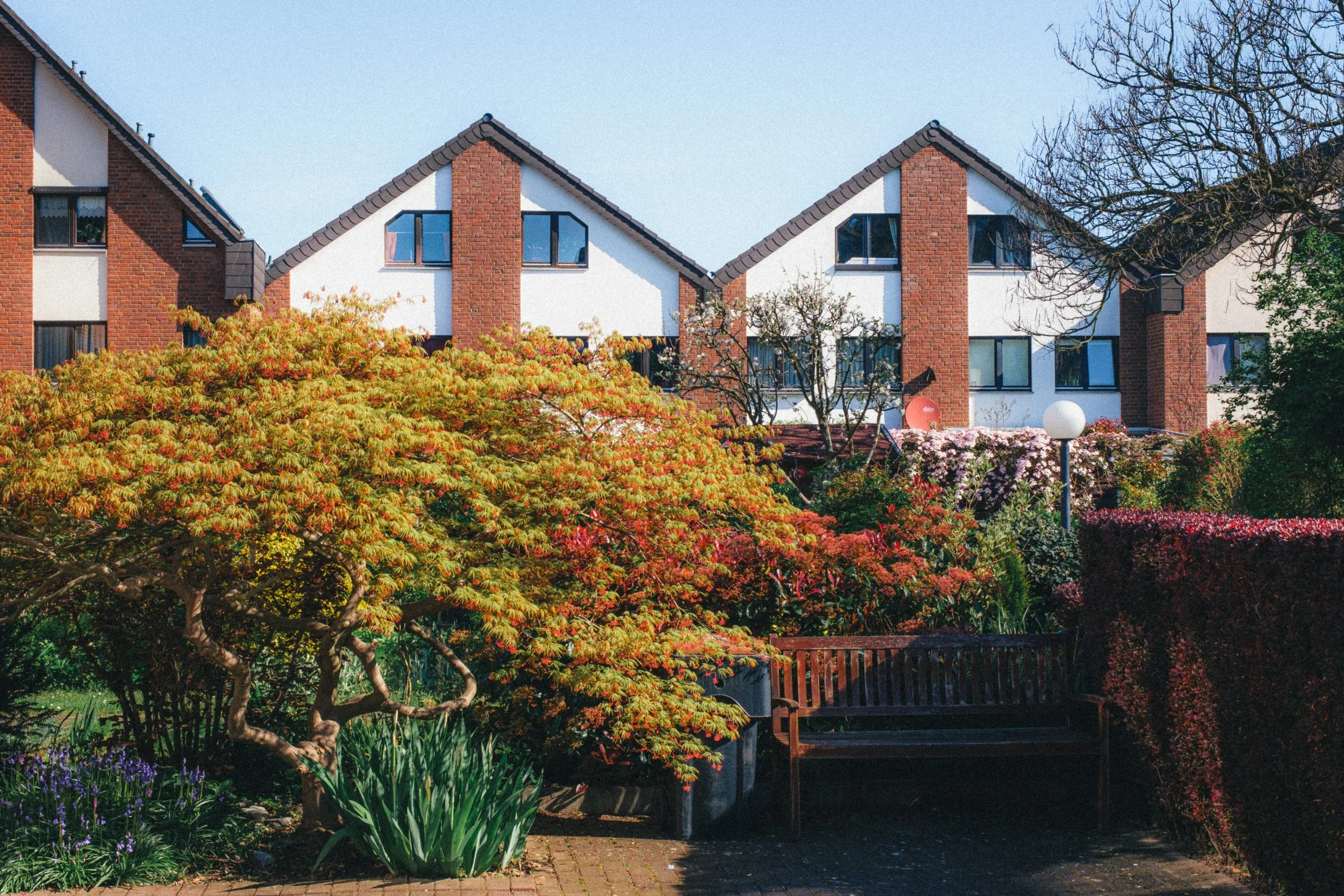Vibrant photograph of a lush garden in Düsseldorf, Germany, featuring a colorful Japanese maple tree, blooming flowers, and a wooden bench. The scene is set against a backdrop of charming brick townhouses under a clear blue sky.