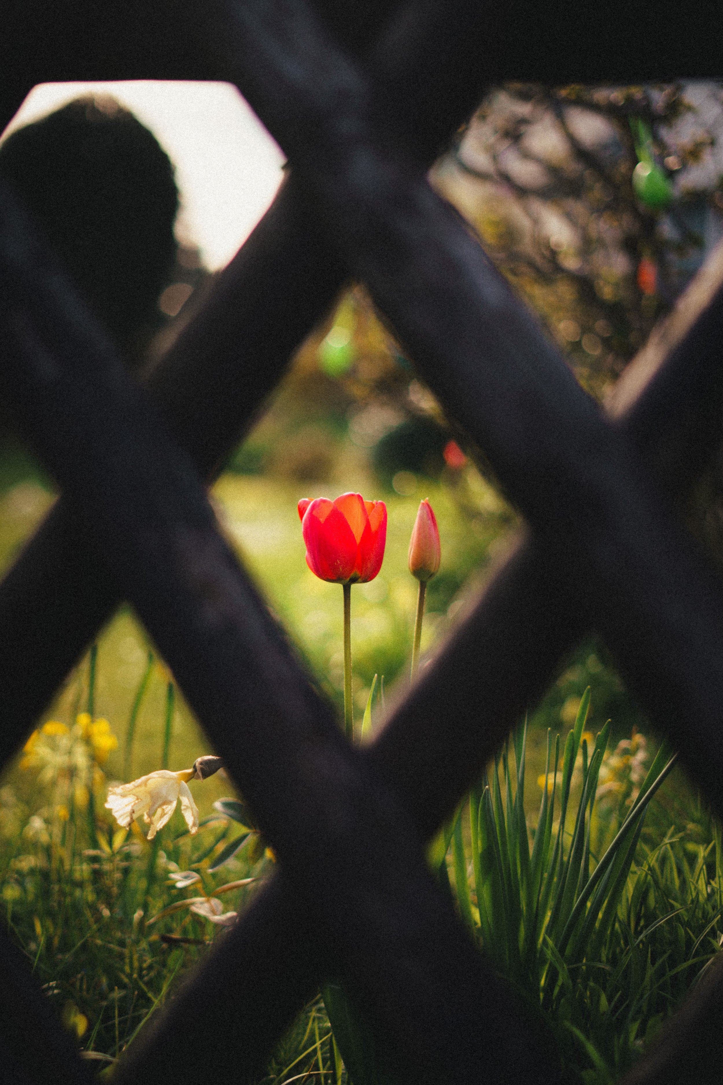 Artistic photograph of vibrant red tulips framed through a wooden lattice in Düsseldorf, Germany. The soft-focus background reveals a lush garden bathed in warm sunlight, emphasizing the delicate beauty of spring flowers.