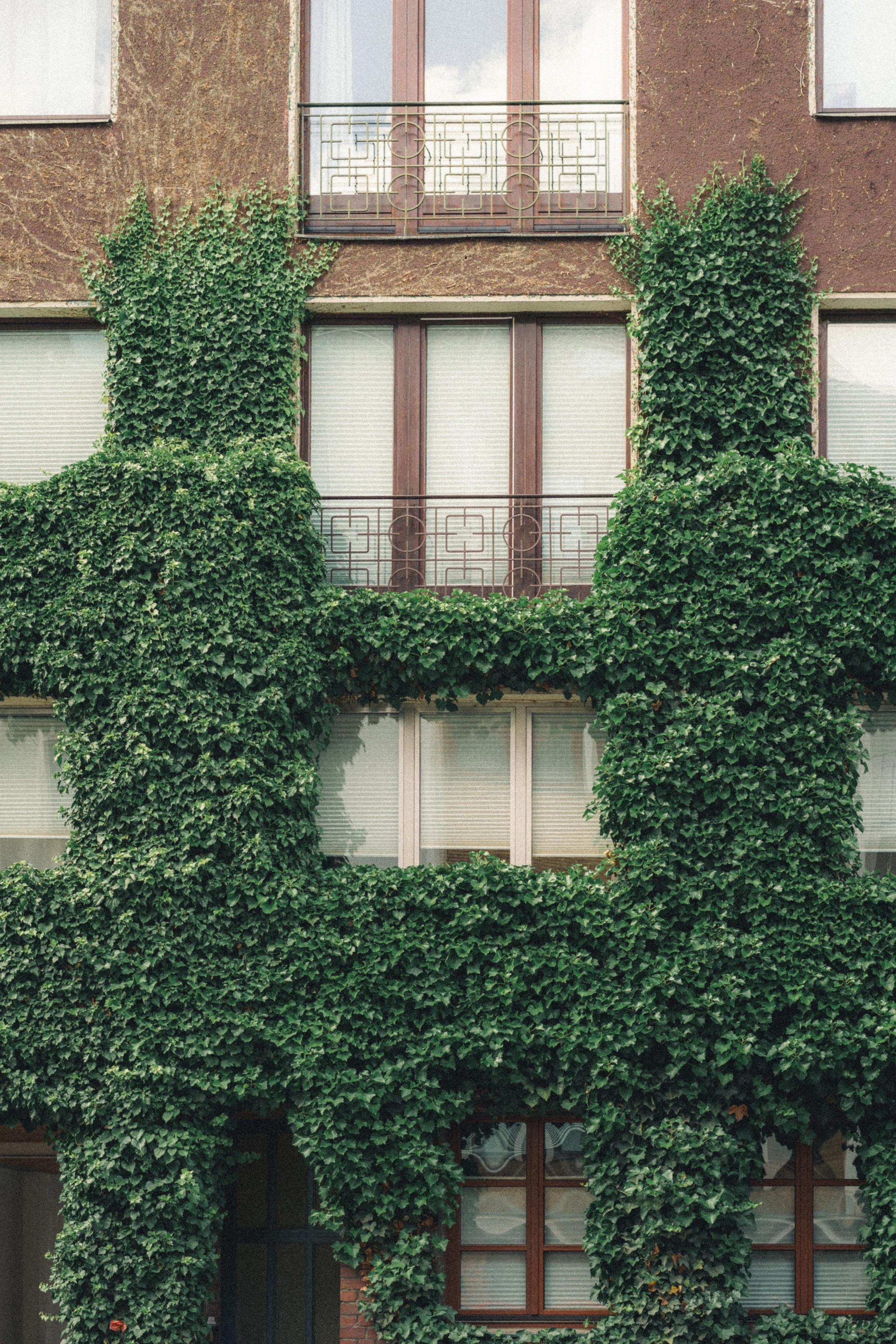 A multi-story building facade in Düsseldorf, Germany, covered with dense green ivy climbing across brown walls, featuring wooden-framed windows and ornate iron balcony railings.
