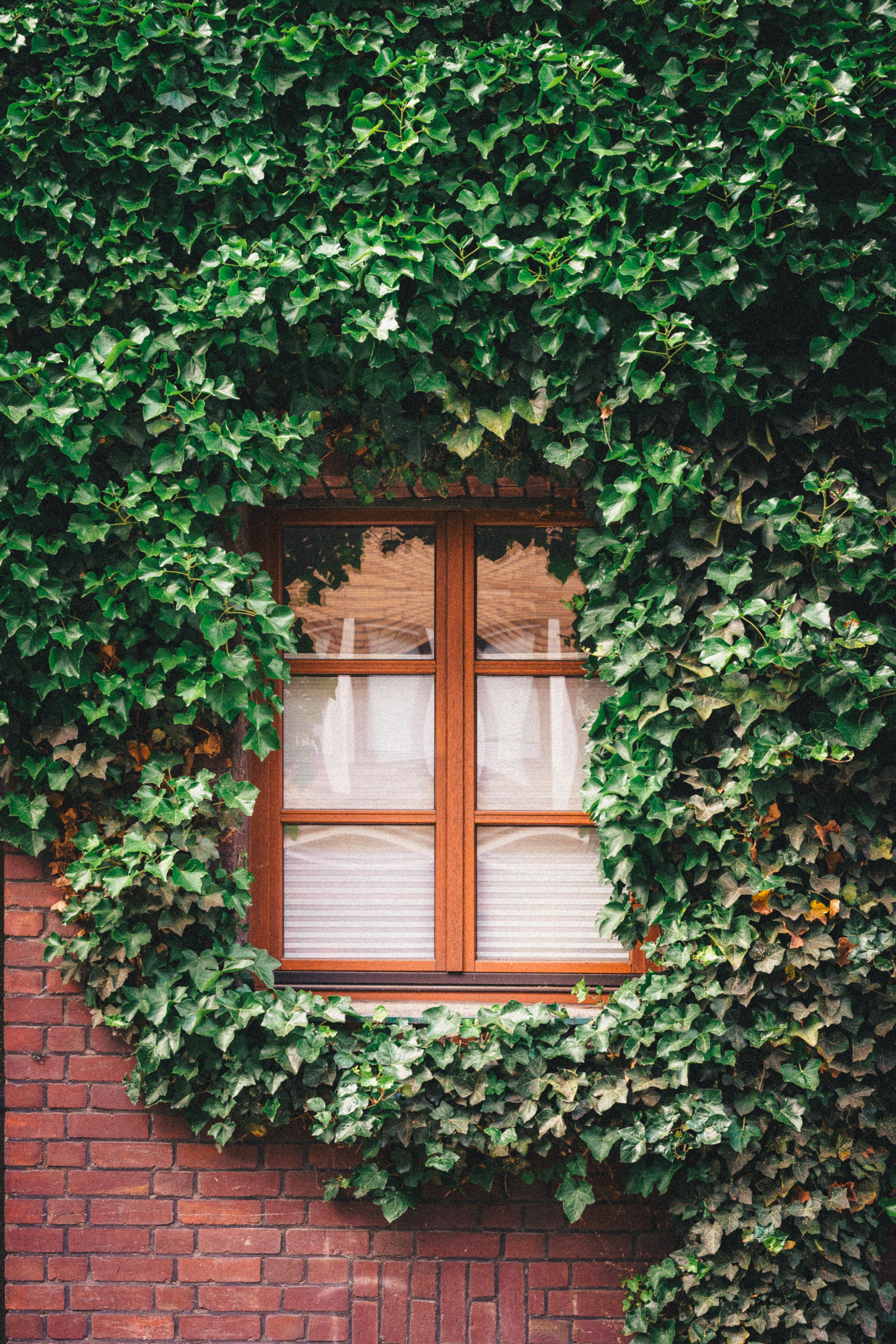 A lush, ivy-covered brick wall in Düsseldorf surrounds a warm wooden-framed window, blending urban architecture with nature. The vibrant green leaves contrast beautifully with the red bricks, creating a scene that exudes timeless charm and organic te