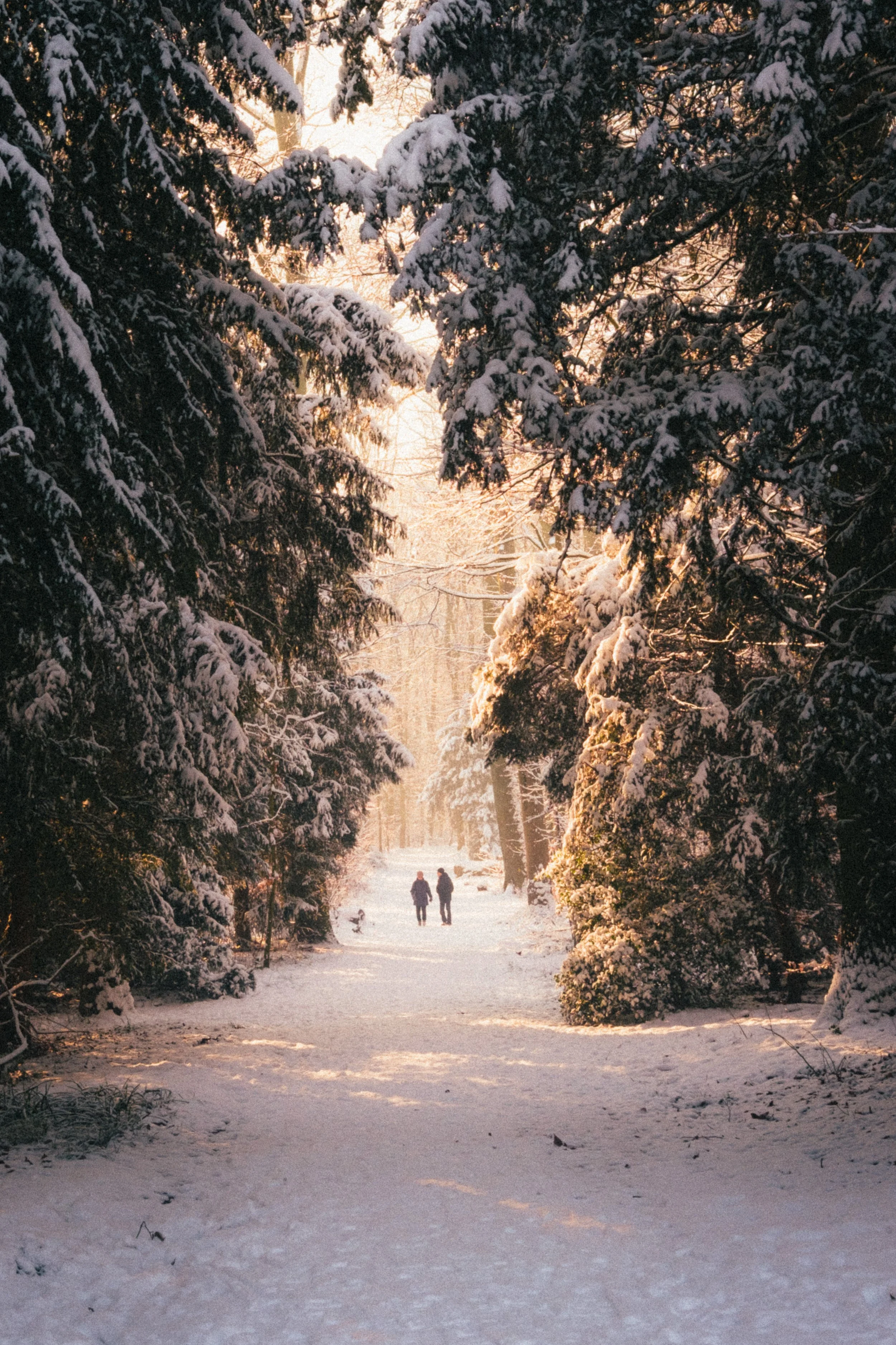 Fine art travel photography of a snow-covered path framed by dense evergreen trees in Schloss Benrath Park, Düsseldorf, Germany, with a couple walking into the golden winter light.