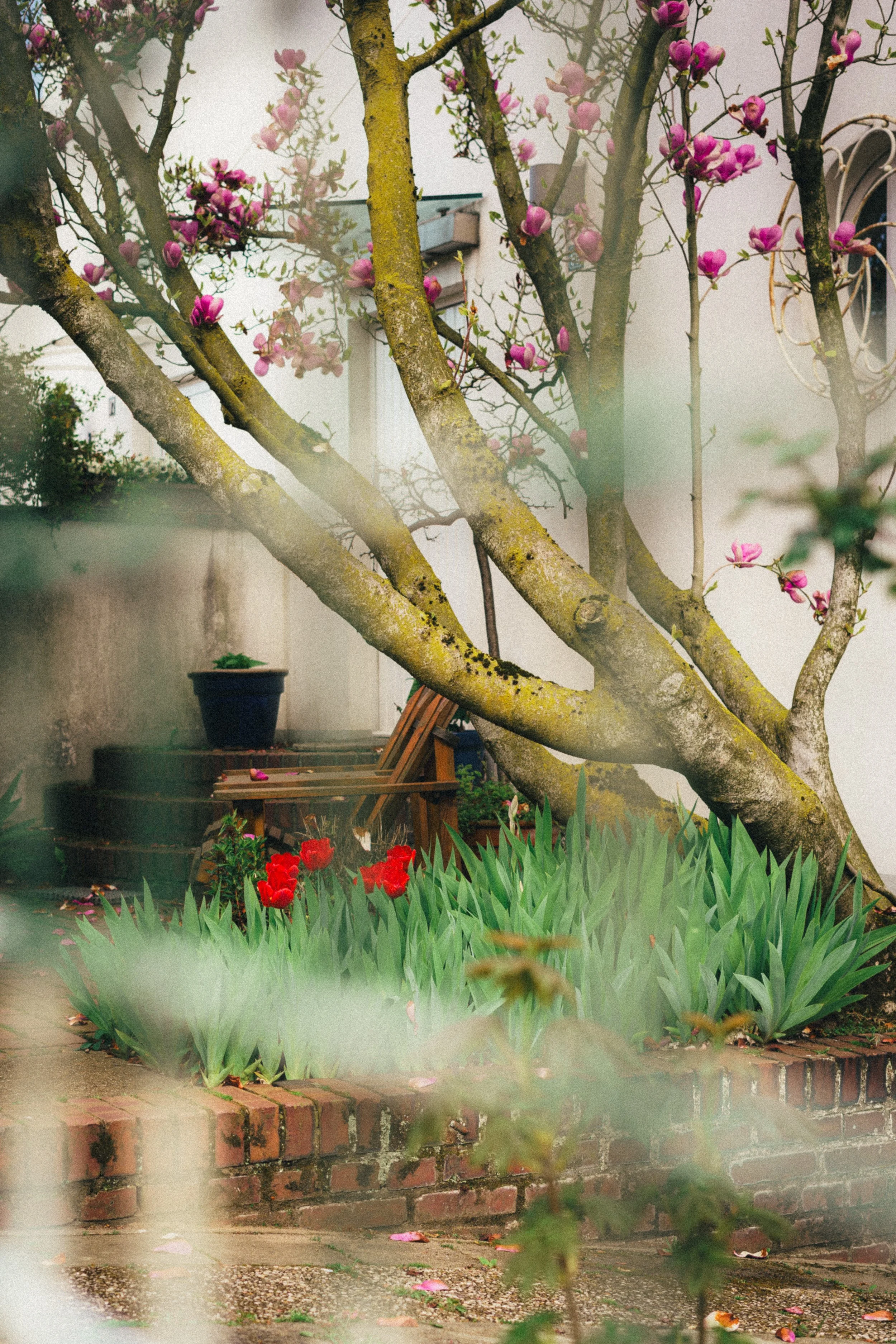 Charming garden scene in Düsseldorf, Germany, featuring a blossoming magnolia tree with pink flowers and a vibrant bed of red tulips. The composition is framed with soft-focus elements, adding an intimate and serene ambiance to the image.