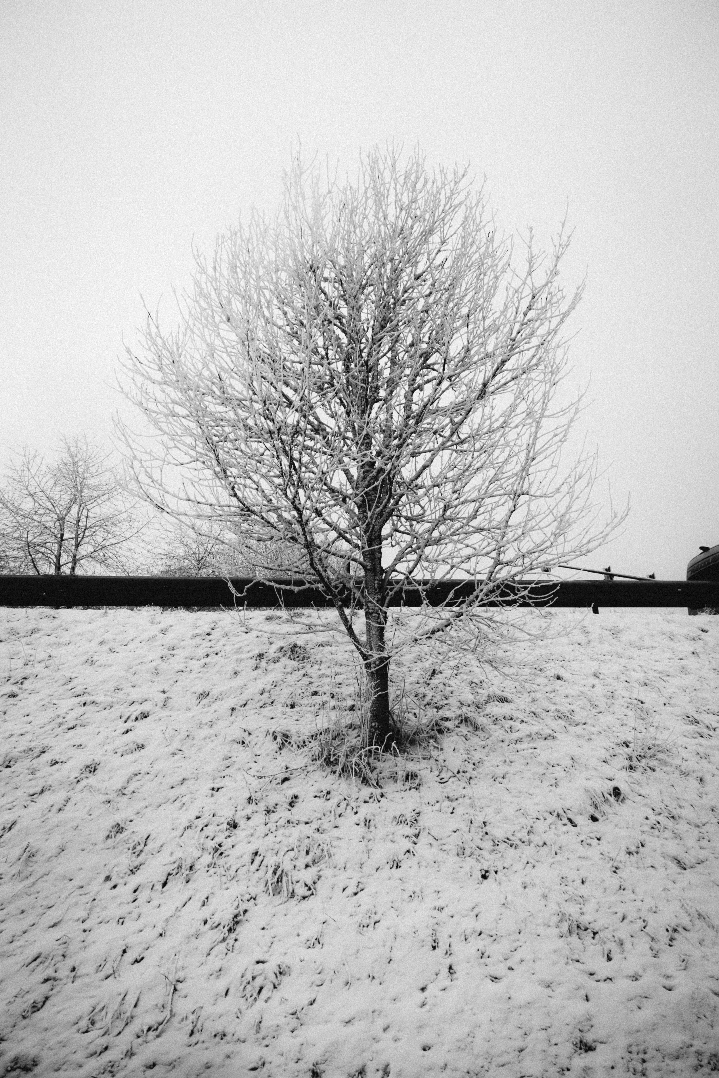 Fine art black and white photograph of a solitary tree in Winterberg during winter, its branches covered with snow, set against a serene snowy hillside. Minimalist winter landscape capturing stillness and contrast in nature.