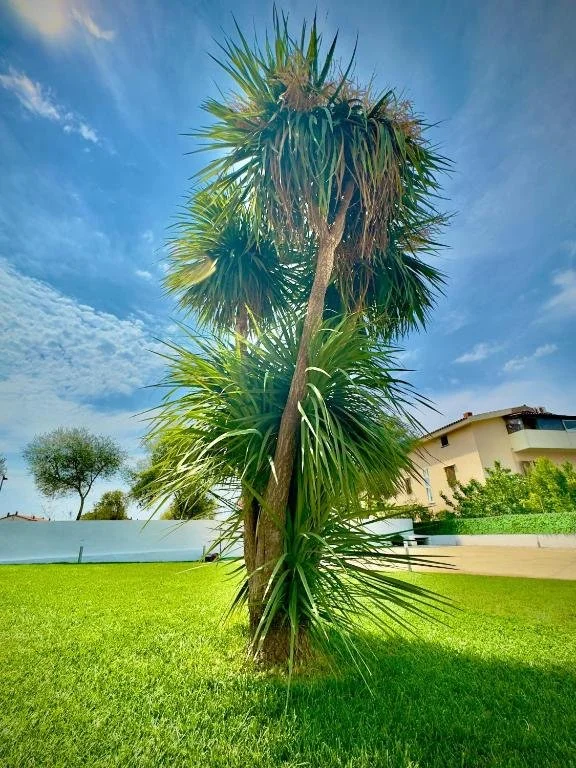 albero giardino