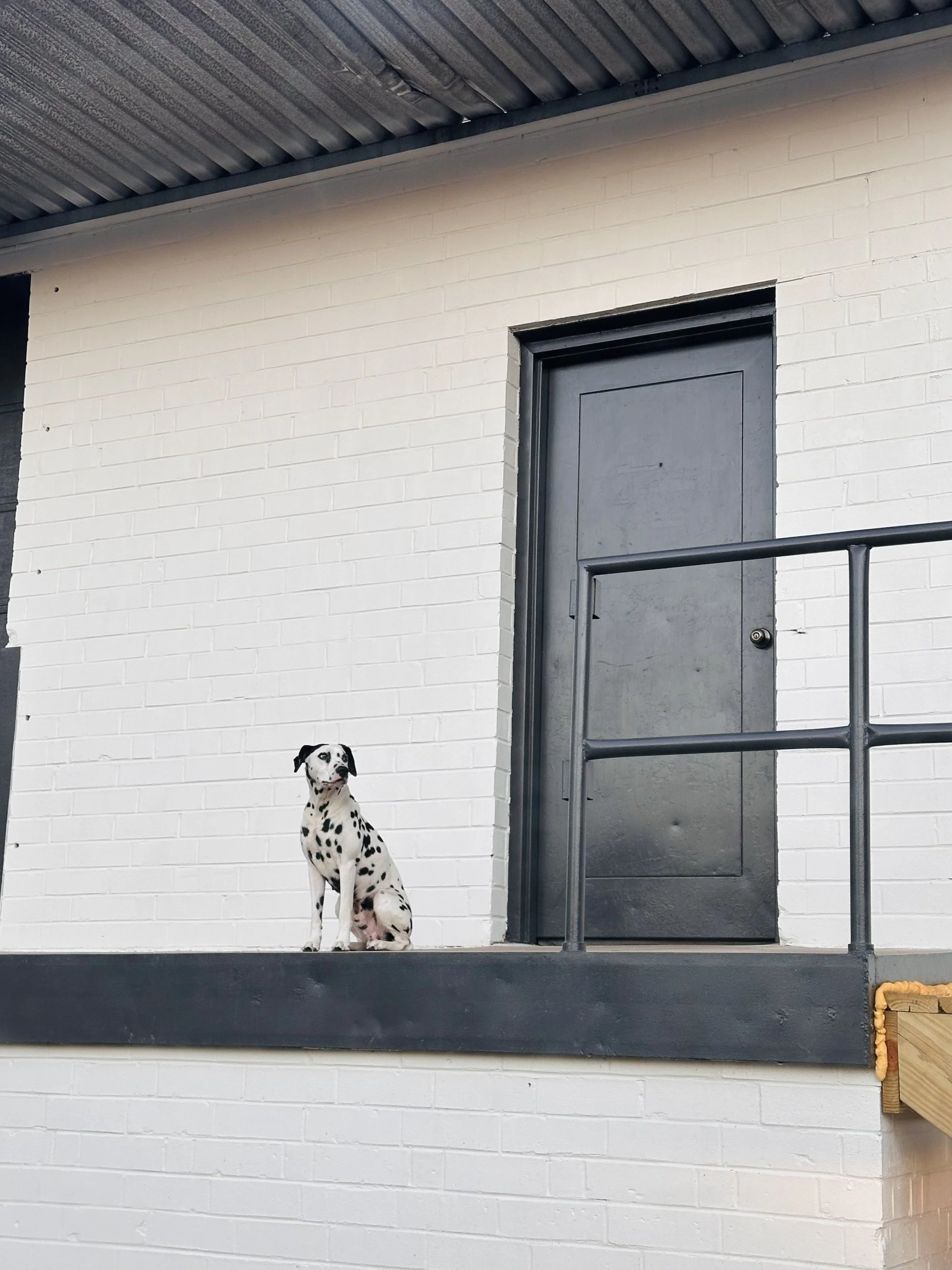 Design Haven Dalmatian Dog.jpg