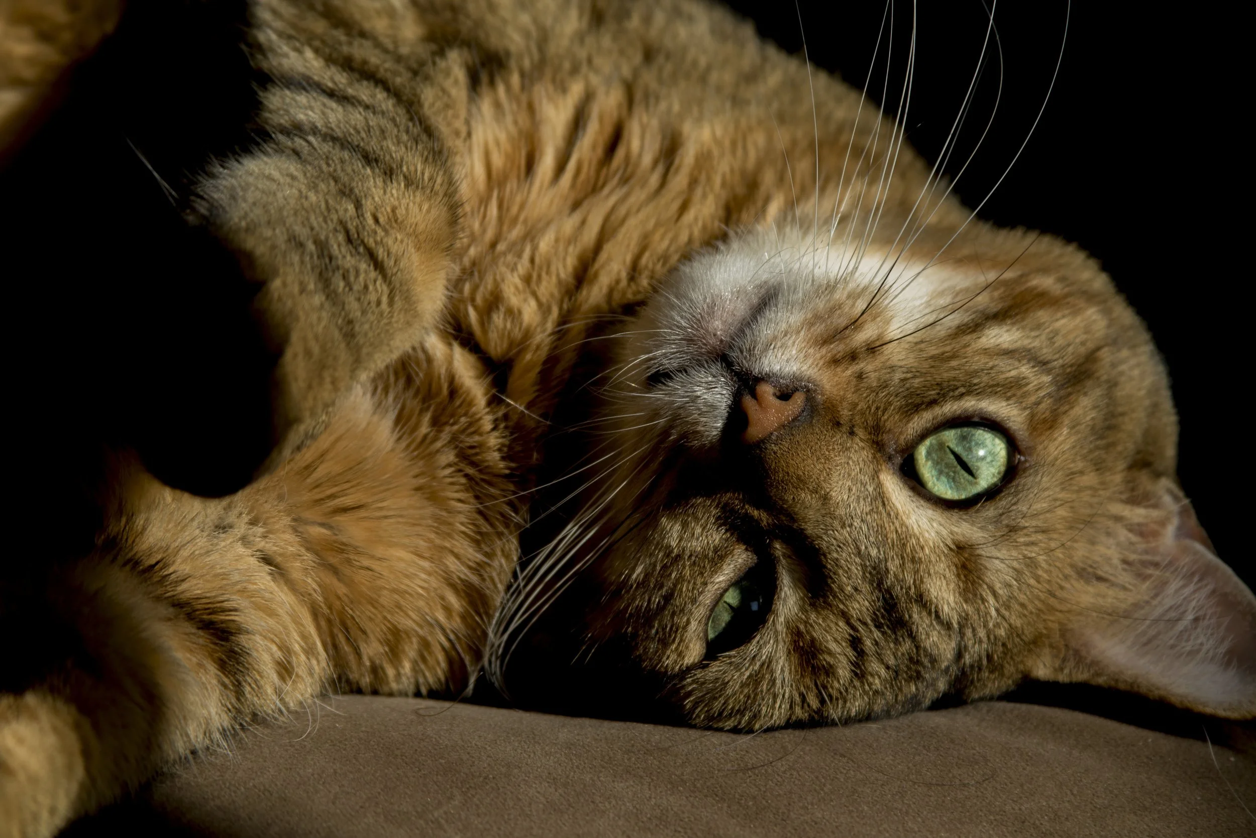 Using Humor to Cope with Pet Loss